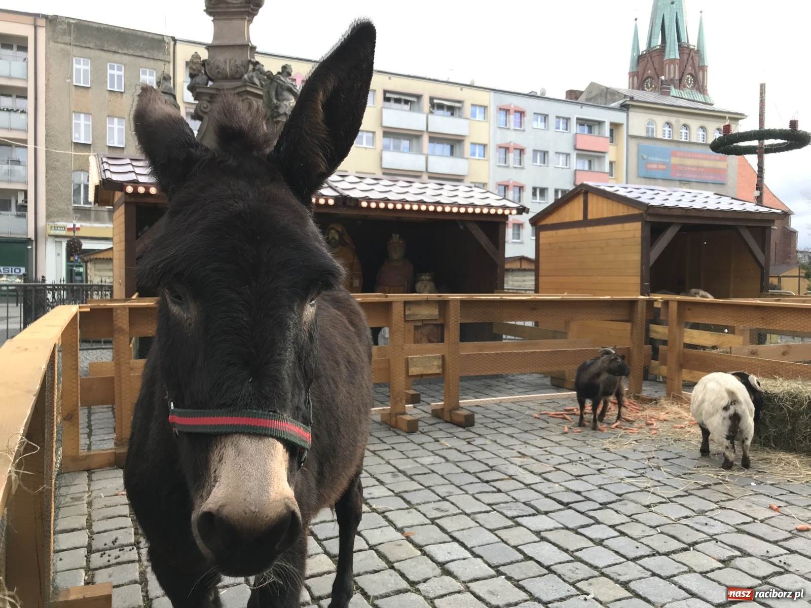 Zdjęcie w galerii na portalu naszraciborz.pl: Na raciborskim Rynku stanęła żywa szopka [FOTO i WIDEO] wiadomości z regionu