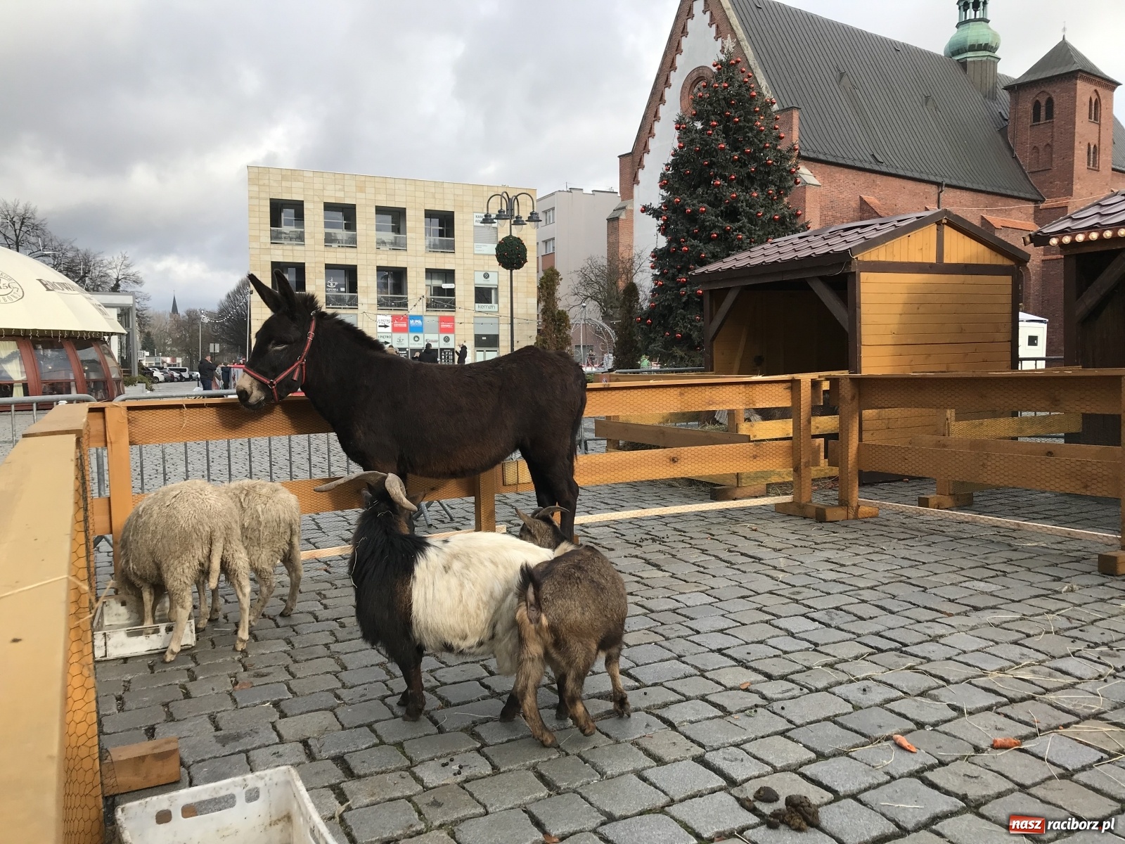 Zdjęcie w galerii na portalu naszraciborz.pl: Na raciborskim Rynku stanęła żywa szopka [FOTO i WIDEO] wiadomości z regionu