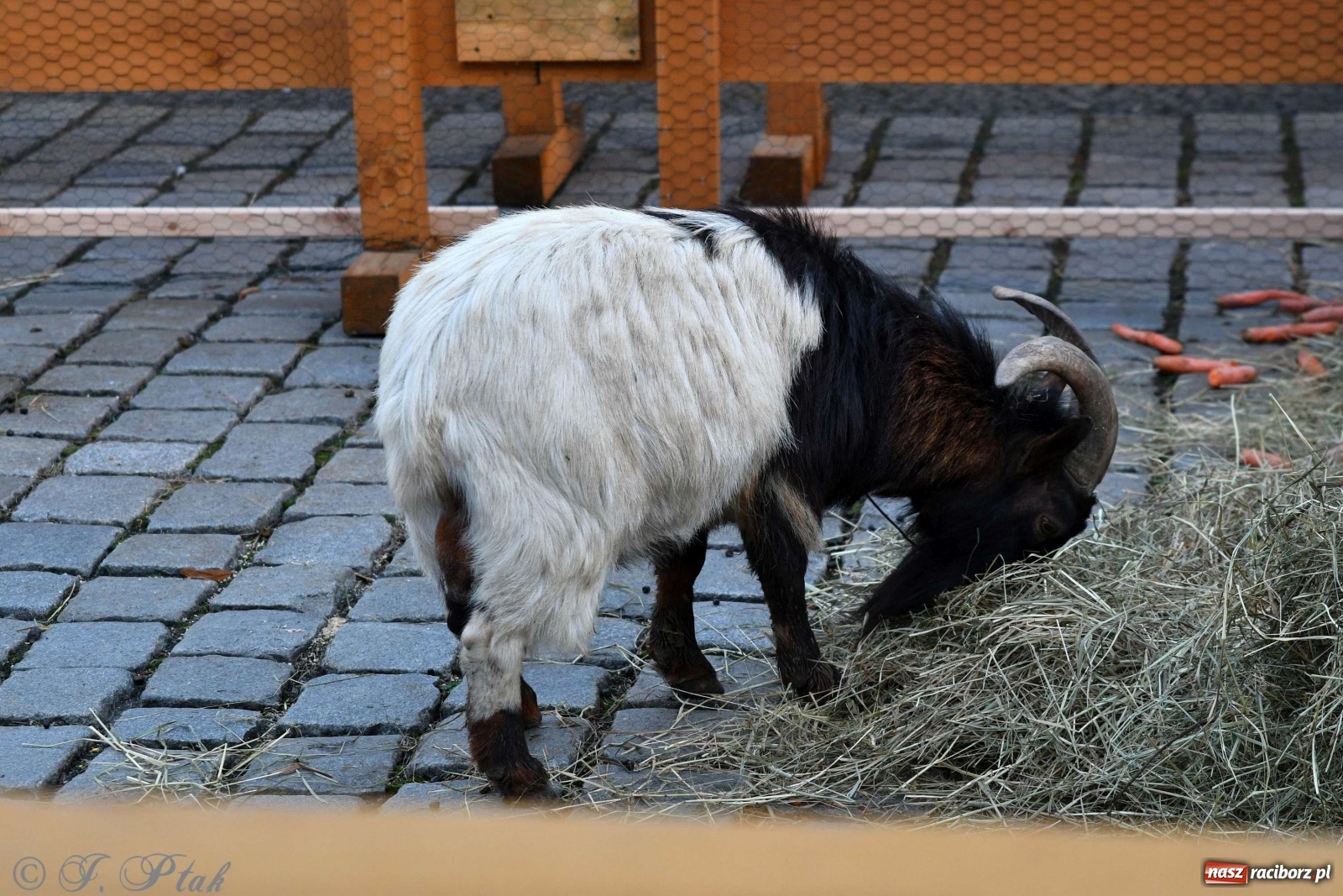 Zdjęcie w galerii na portalu naszraciborz.pl: Na raciborskim Rynku stanęła żywa szopka [FOTO i WIDEO] wiadomości z regionu