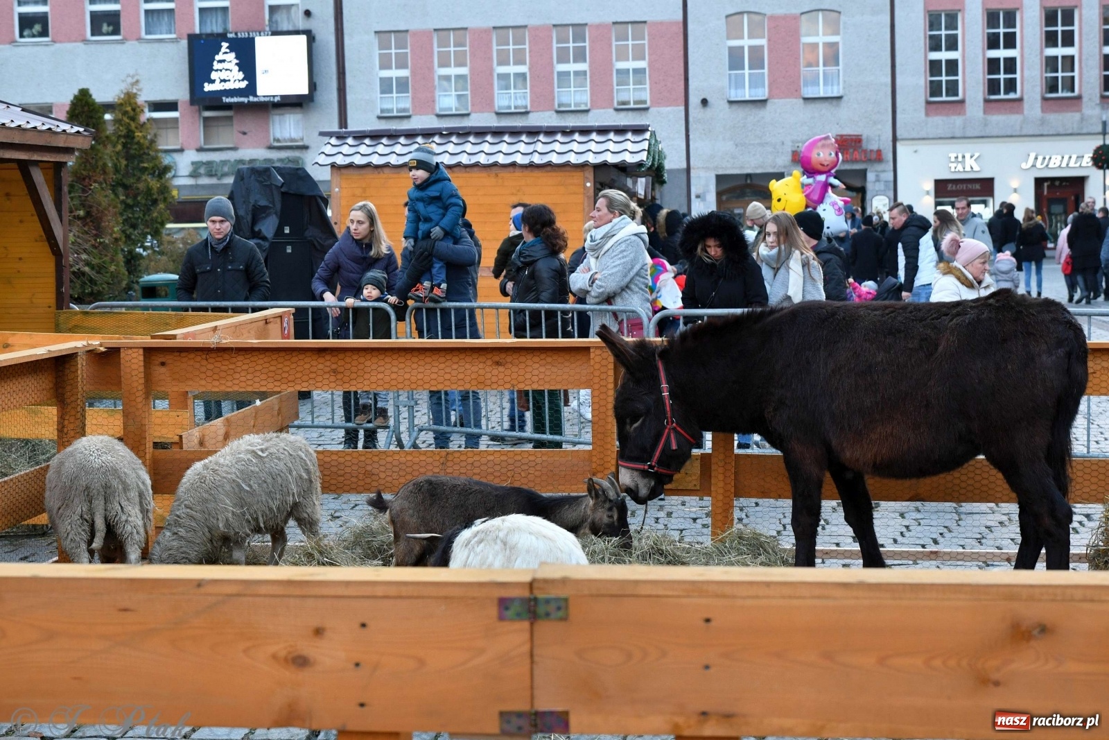Zdjęcie w galerii na portalu naszraciborz.pl: Na raciborskim Rynku stanęła żywa szopka [FOTO i WIDEO] wiadomości z regionu