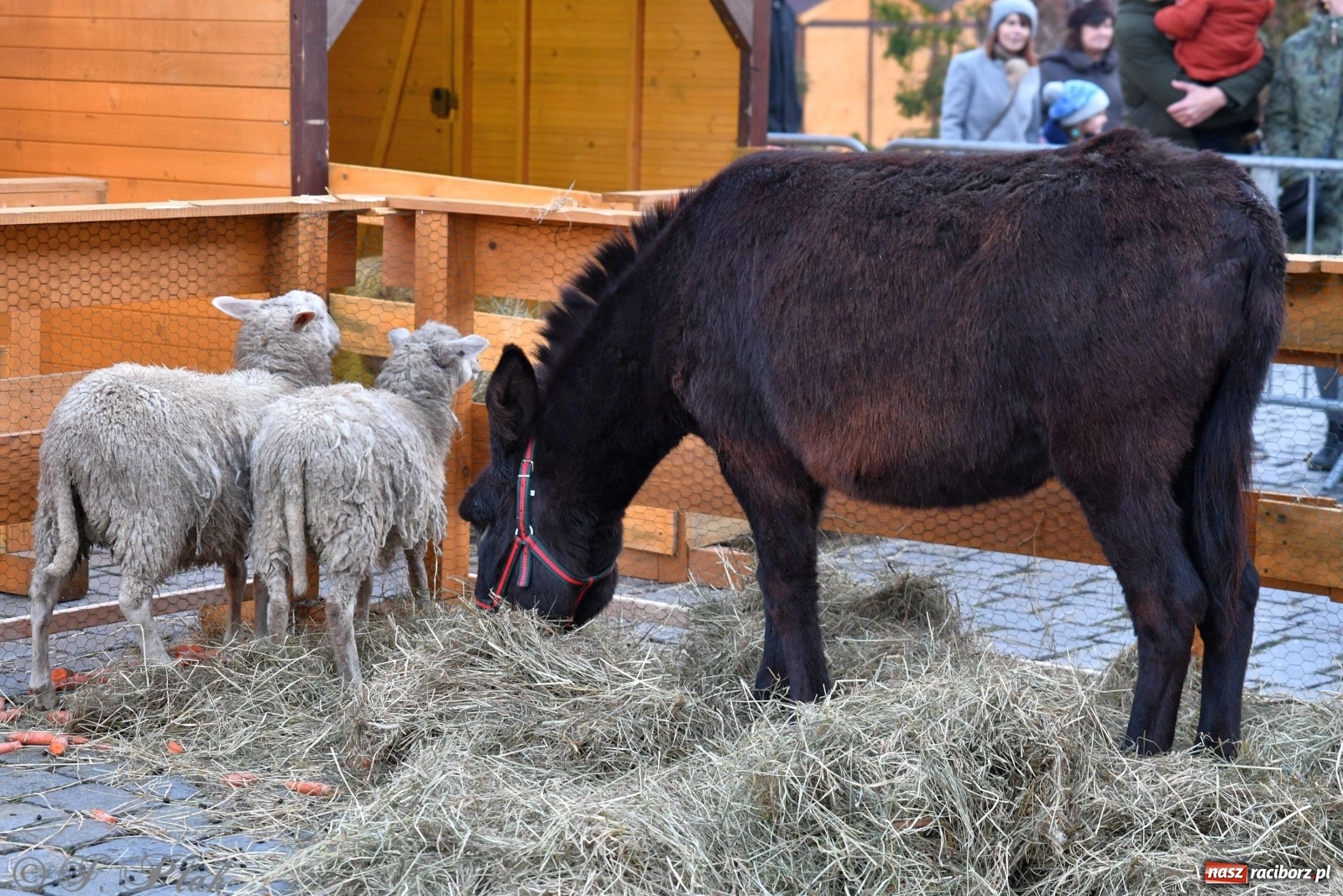 Zdjęcie w galerii na portalu naszraciborz.pl: Na raciborskim Rynku stanęła żywa szopka [FOTO i WIDEO] wiadomości z regionu