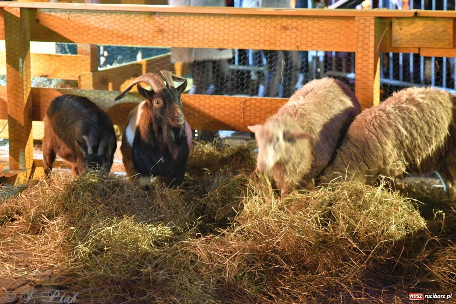 Zdjęcie w galerii na portalu naszraciborz.pl: Raciborskie kolędowanie na Rynku [FOTO i WIDEO] wiadomości z regionu