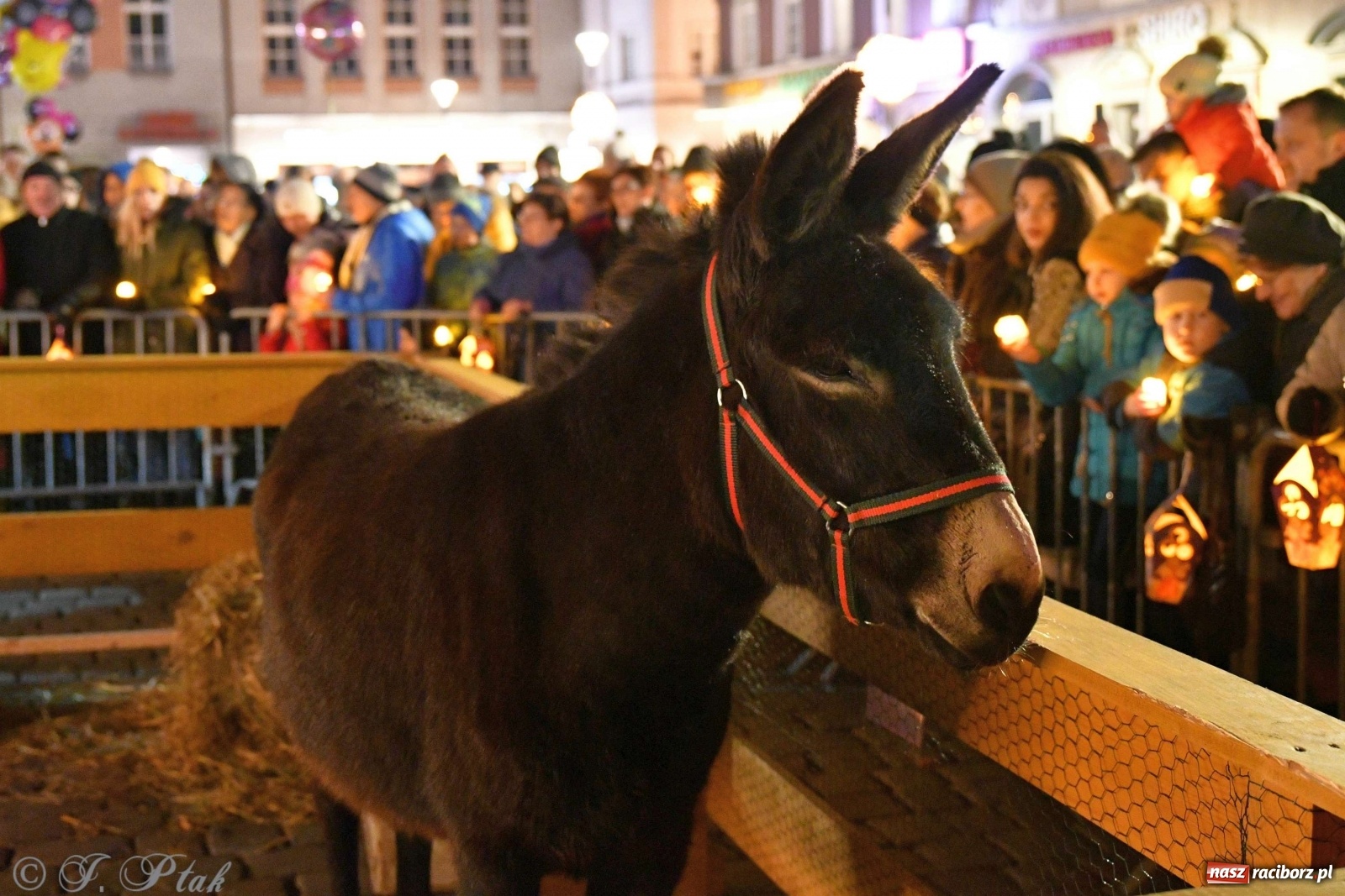 Zdjęcie w galerii na portalu naszraciborz.pl: Raciborskie kolędowanie na Rynku [FOTO i WIDEO] wiadomości z regionu