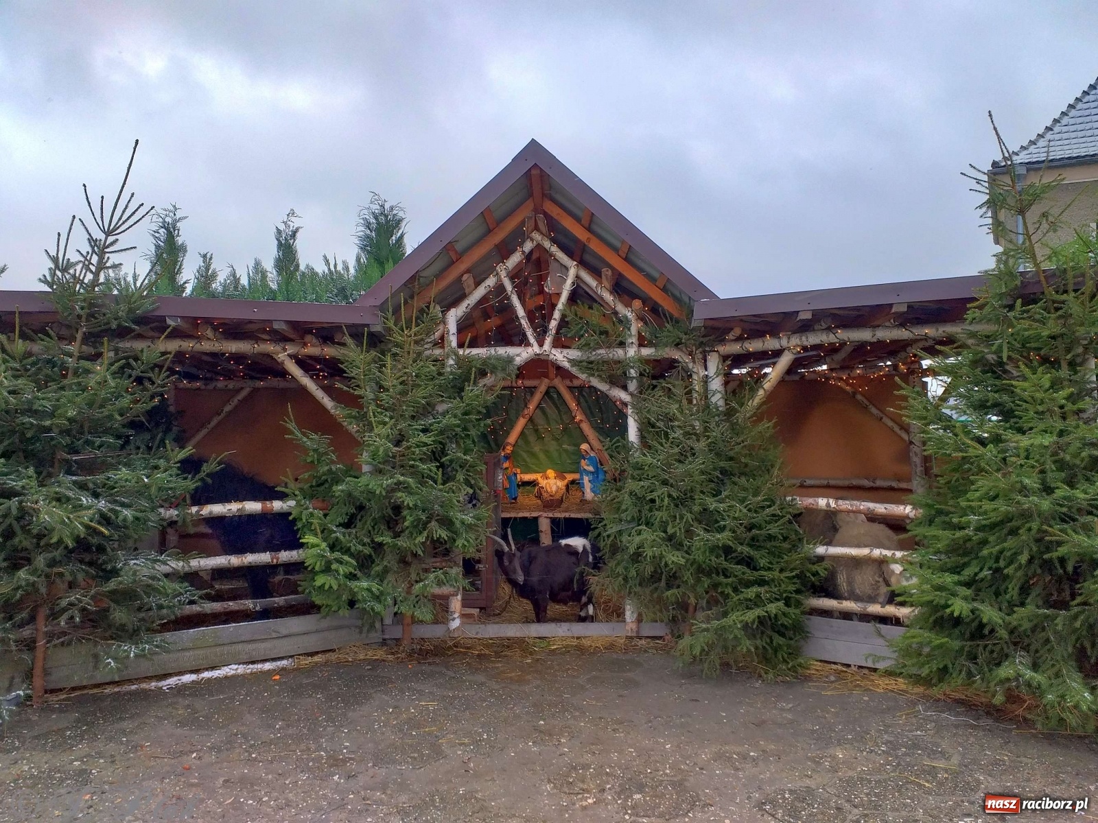 Zdjęcie w galerii na portalu naszraciborz.pl: Żywa szopka w Kobyli aż do Trzech Króli  wiadomości z regionu