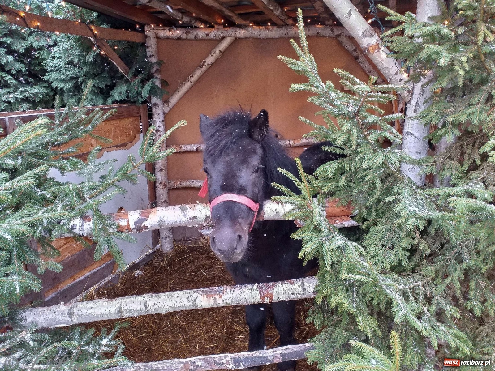 Zdjęcie w galerii na portalu naszraciborz.pl: Żywa szopka w Kobyli aż do Trzech Króli  wiadomości z regionu