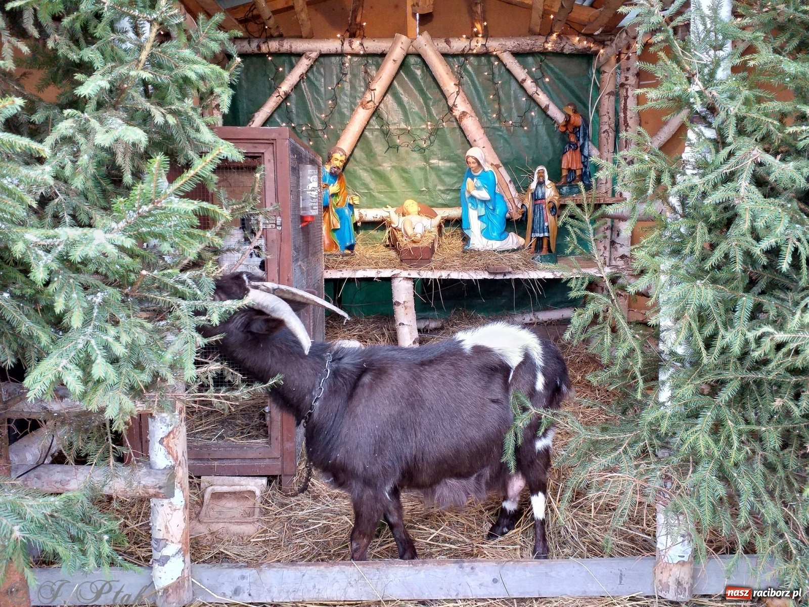 Zdjęcie w galerii na portalu naszraciborz.pl: Żywa szopka w Kobyli aż do Trzech Króli  wiadomości z regionu