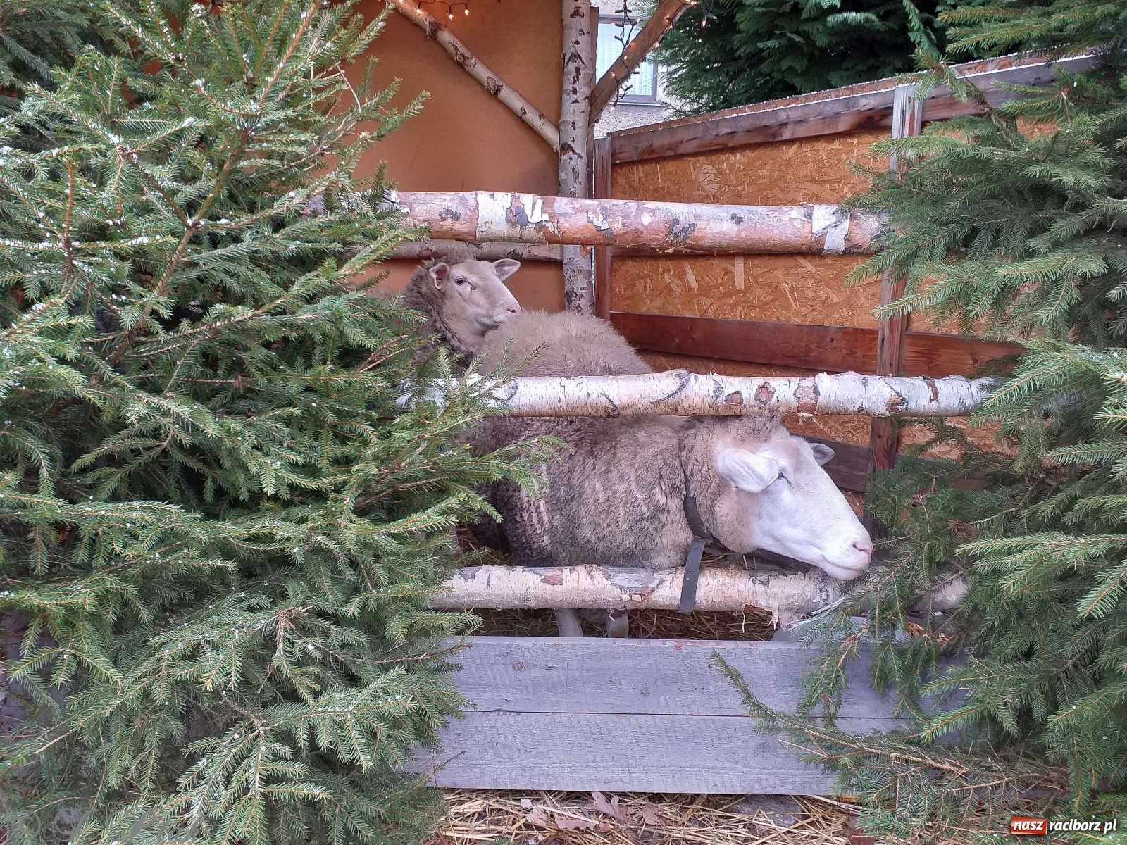 Zdjęcie w galerii na portalu naszraciborz.pl: Żywa szopka w Kobyli aż do Trzech Króli  wiadomości z regionu