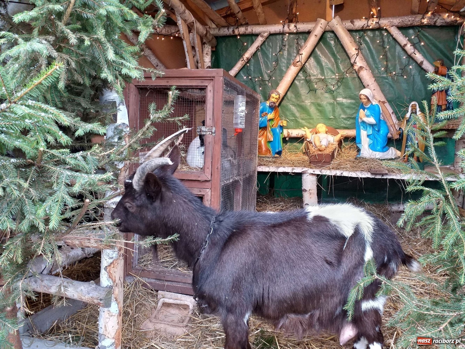 Zdjęcie w galerii na portalu naszraciborz.pl: Żywa szopka w Kobyli aż do Trzech Króli  wiadomości z regionu