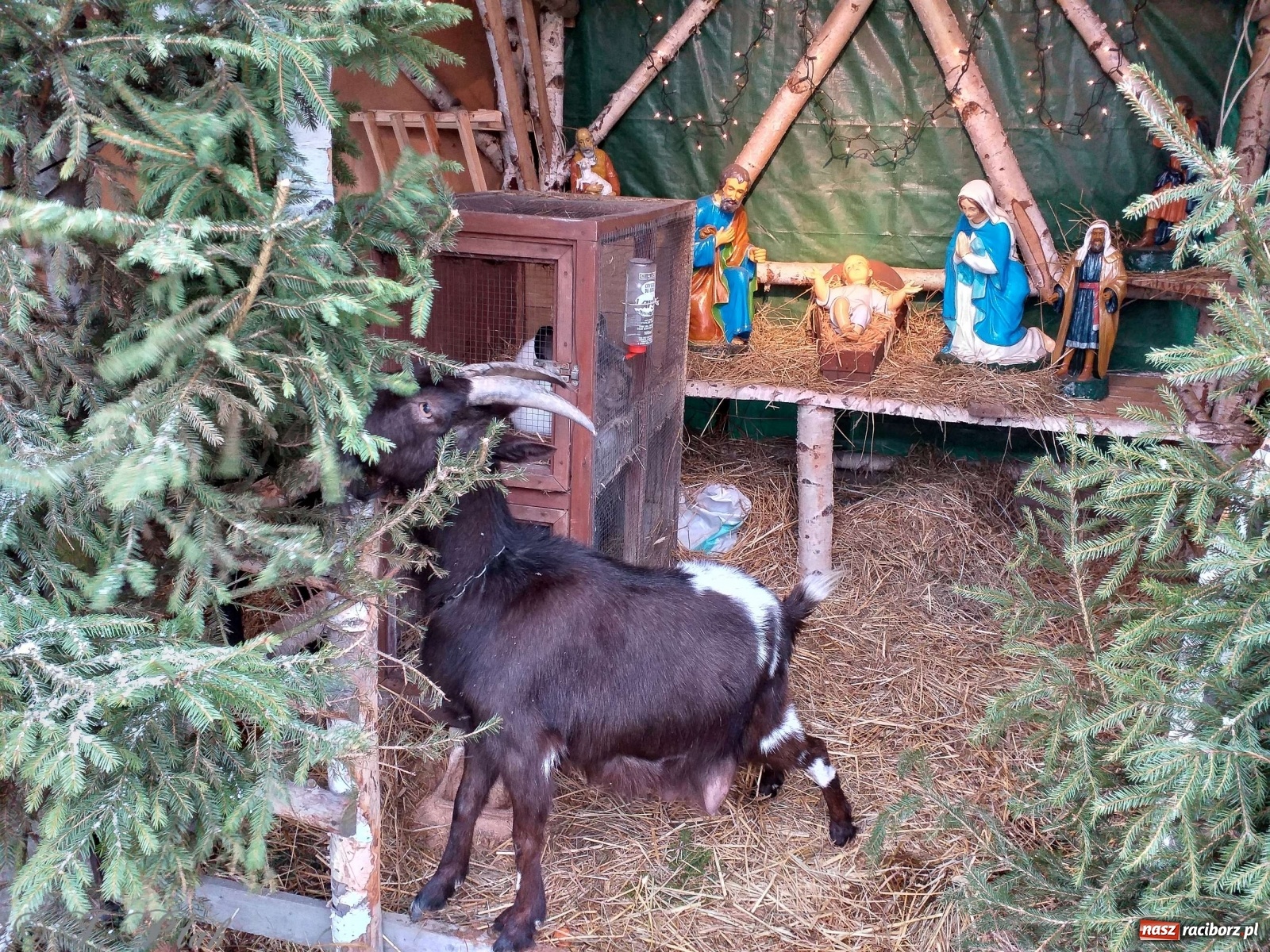 Zdjęcie w galerii na portalu naszraciborz.pl: Żywa szopka w Kobyli aż do Trzech Króli  wiadomości z regionu