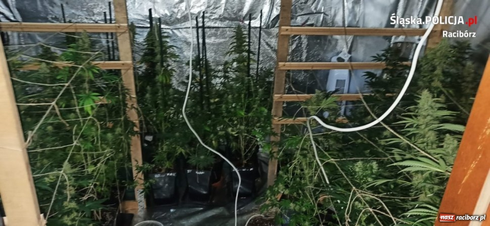 Zdjęcie w galerii na portalu naszraciborz.pl: Akcja policyjnych antyterrorystów w Raciborzu na Brzeskiej  wiadomości z regionu