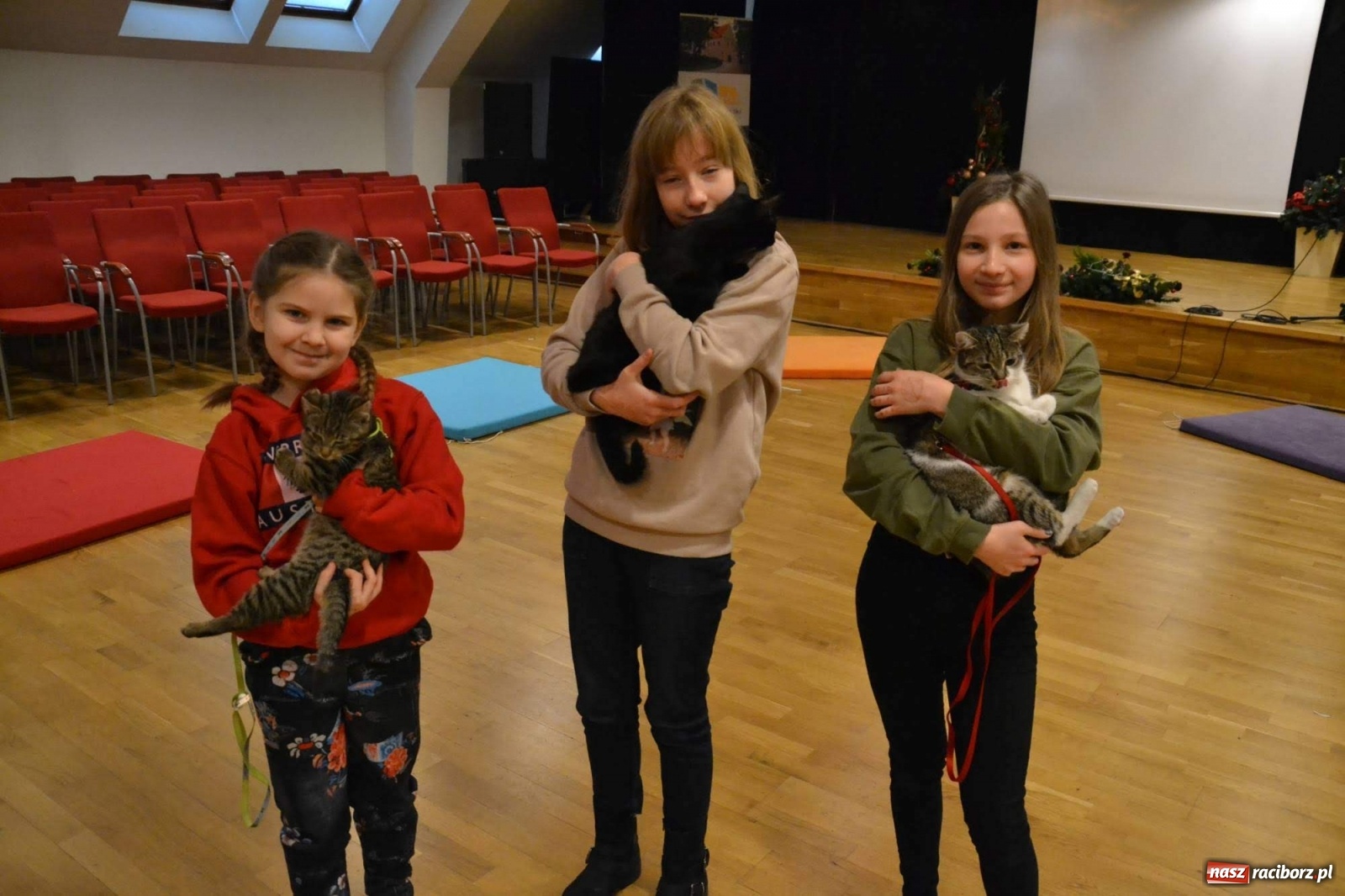Zdjęcie w galerii na portalu naszraciborz.pl: Dzień Kota na raciborskim zamku wiadomości z regionu