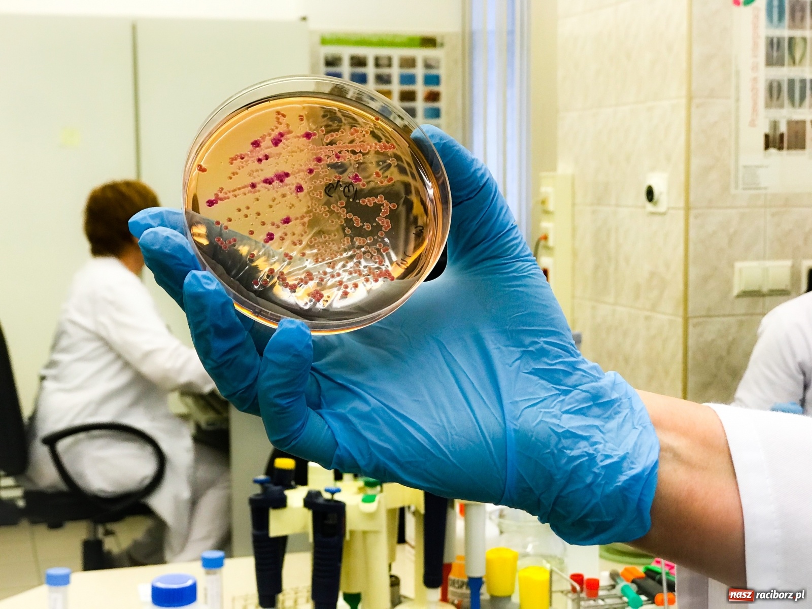 Zdjęcie w galerii na portalu naszraciborz.pl: Koniec złotej ery antybiotyków. W szpitalu widzą problem  wiadomości z regionu