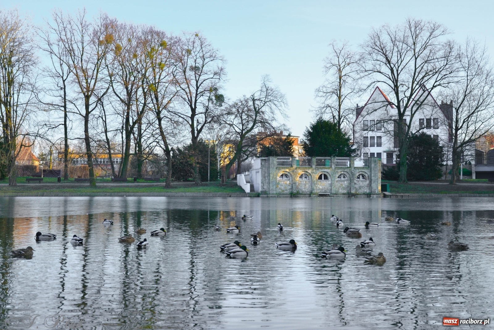Zdjęcie w galerii na portalu naszraciborz.pl: Gdzie się podziały raciborskie zimy! Zmiany klimatu coraz bardziej widoczne wiadomości z regionu