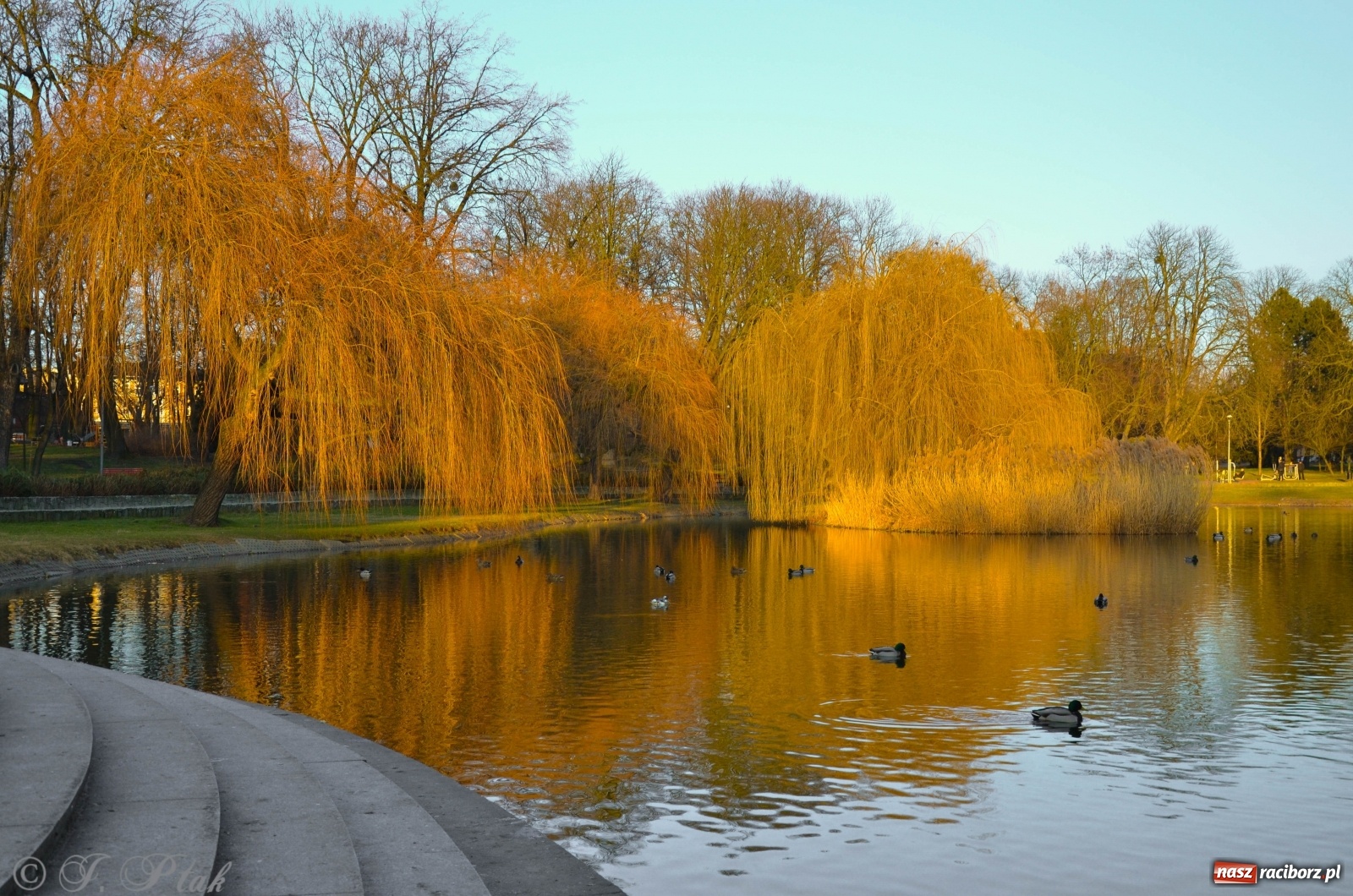 Zdjęcie w galerii na portalu naszraciborz.pl: Gdzie się podziały raciborskie zimy! Zmiany klimatu coraz bardziej widoczne wiadomości z regionu