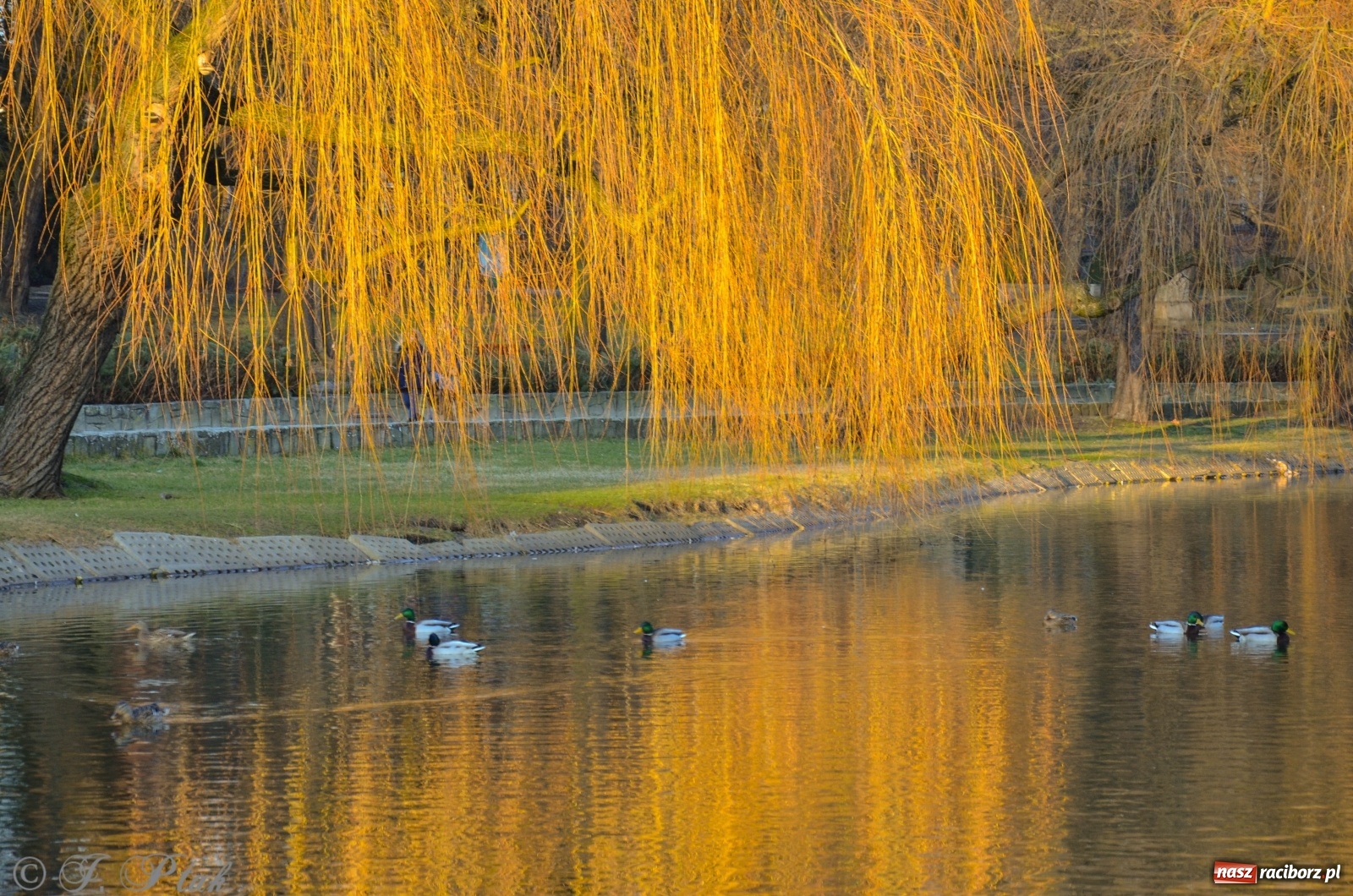Zdjęcie w galerii na portalu naszraciborz.pl: Gdzie się podziały raciborskie zimy! Zmiany klimatu coraz bardziej widoczne wiadomości z regionu