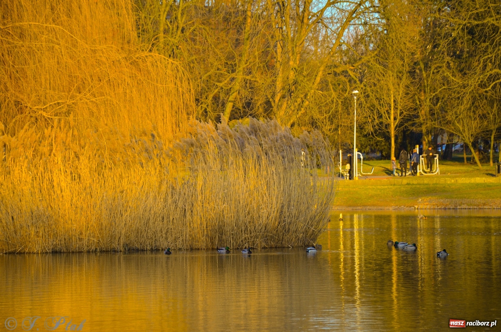 Zdjęcie w galerii na portalu naszraciborz.pl: Gdzie się podziały raciborskie zimy! Zmiany klimatu coraz bardziej widoczne wiadomości z regionu