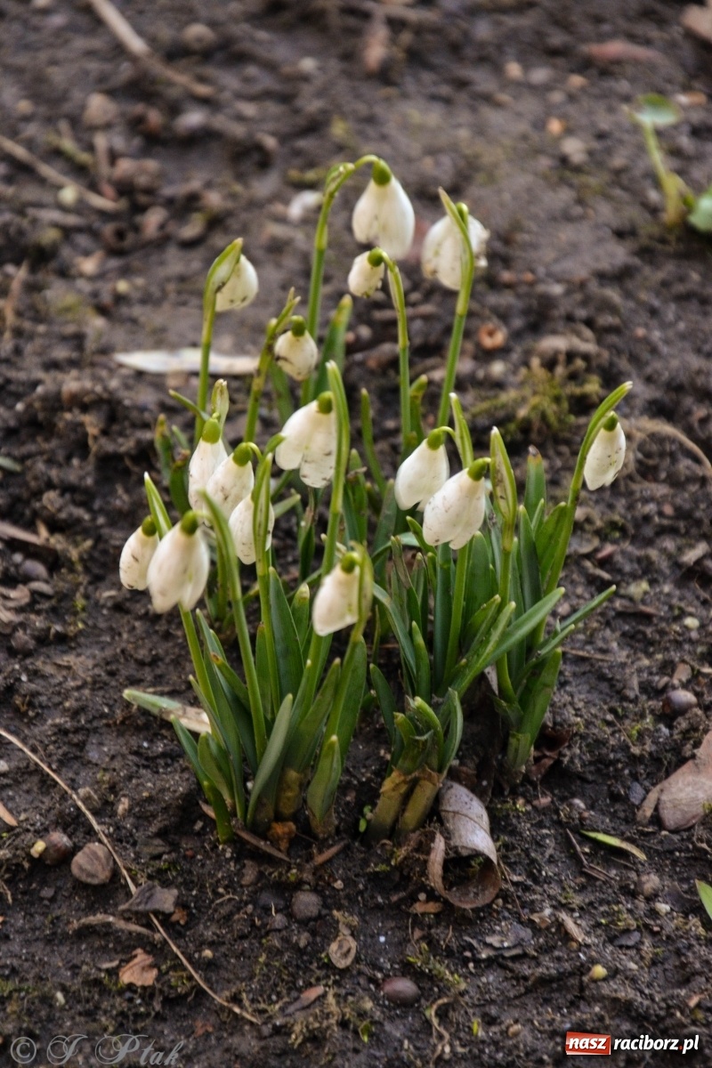Zdjęcie w galerii na portalu naszraciborz.pl: Gdzie się podziały raciborskie zimy! Zmiany klimatu coraz bardziej widoczne wiadomości z regionu