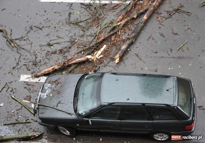Zdjęcie w galerii na portalu naszraciborz.pl: Runęła topola na Staszica wiadomości z regionu