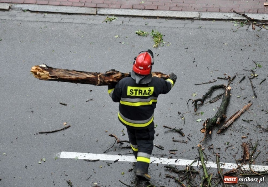 Zdjęcie w galerii na portalu naszraciborz.pl: Runęła topola na Staszica wiadomości z regionu