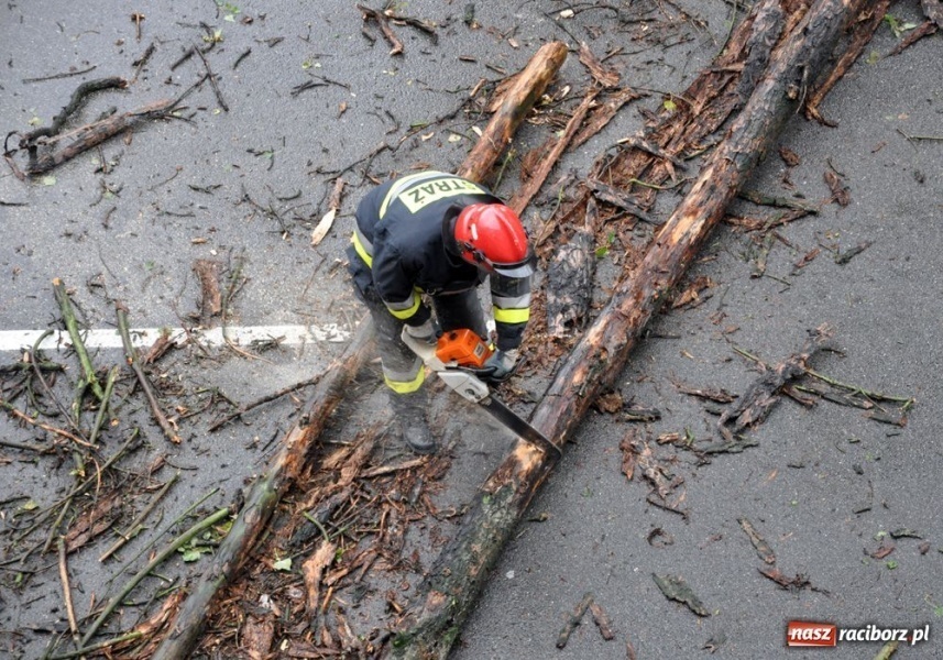 Zdjęcie w galerii na portalu naszraciborz.pl: Runęła topola na Staszica wiadomości z regionu