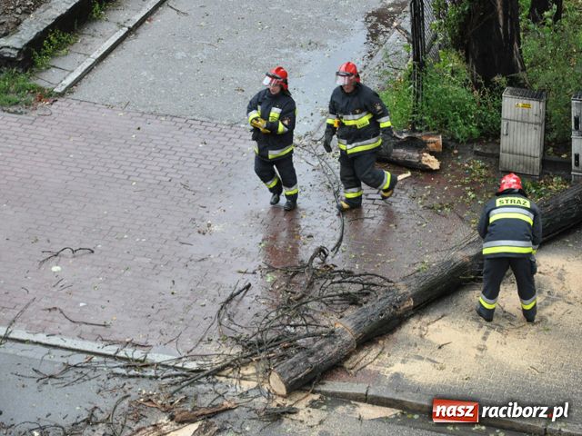 Zdjęcie w galerii na portalu naszraciborz.pl: Runęła topola na Staszica wiadomości z regionu