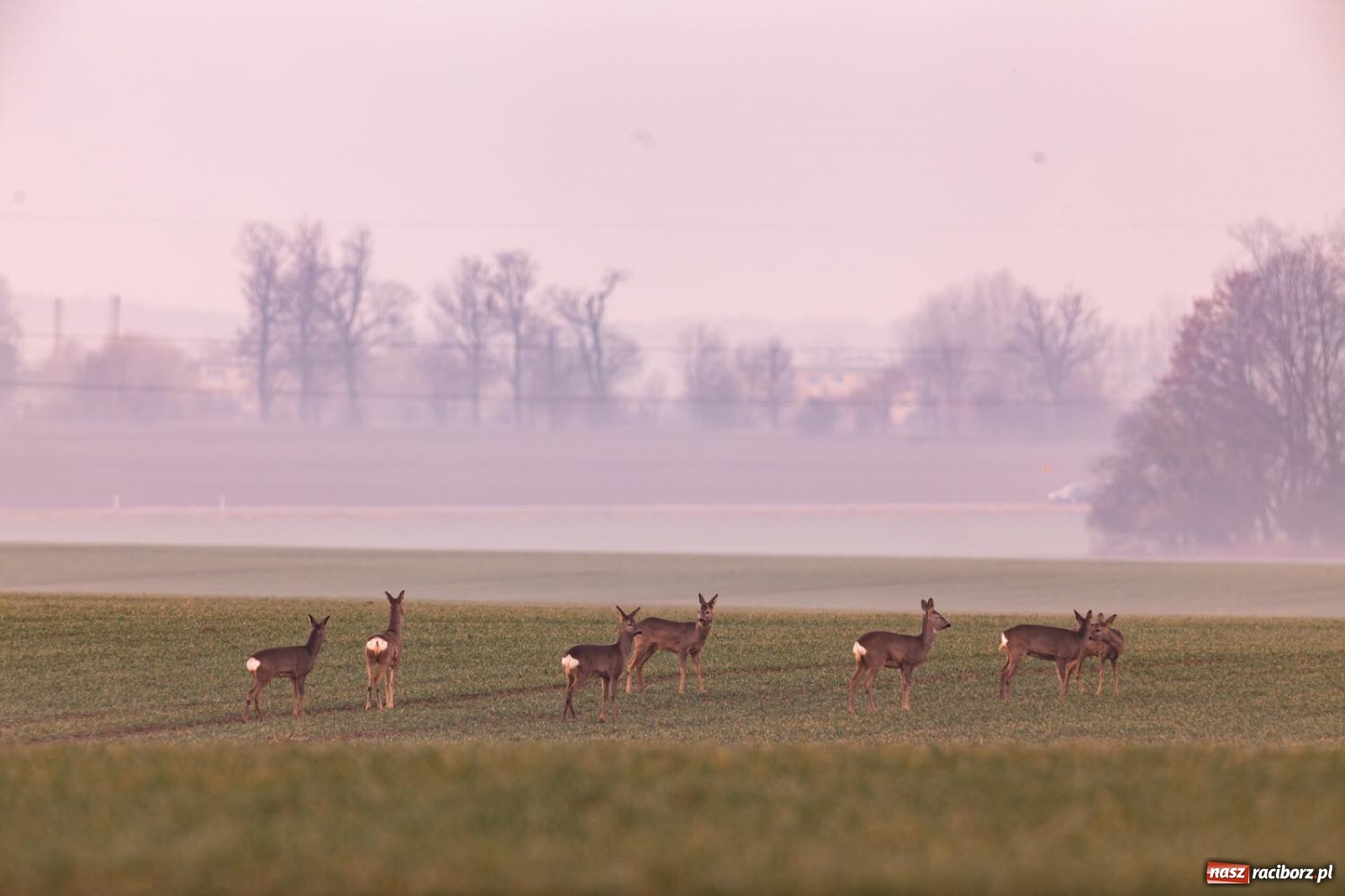 Zdjęcie w galerii na portalu naszraciborz.pl: Denis oczyścił powietrze i pokazał Łysą Górę. Niesamowity widok z Raciborza wiadomości z regionu