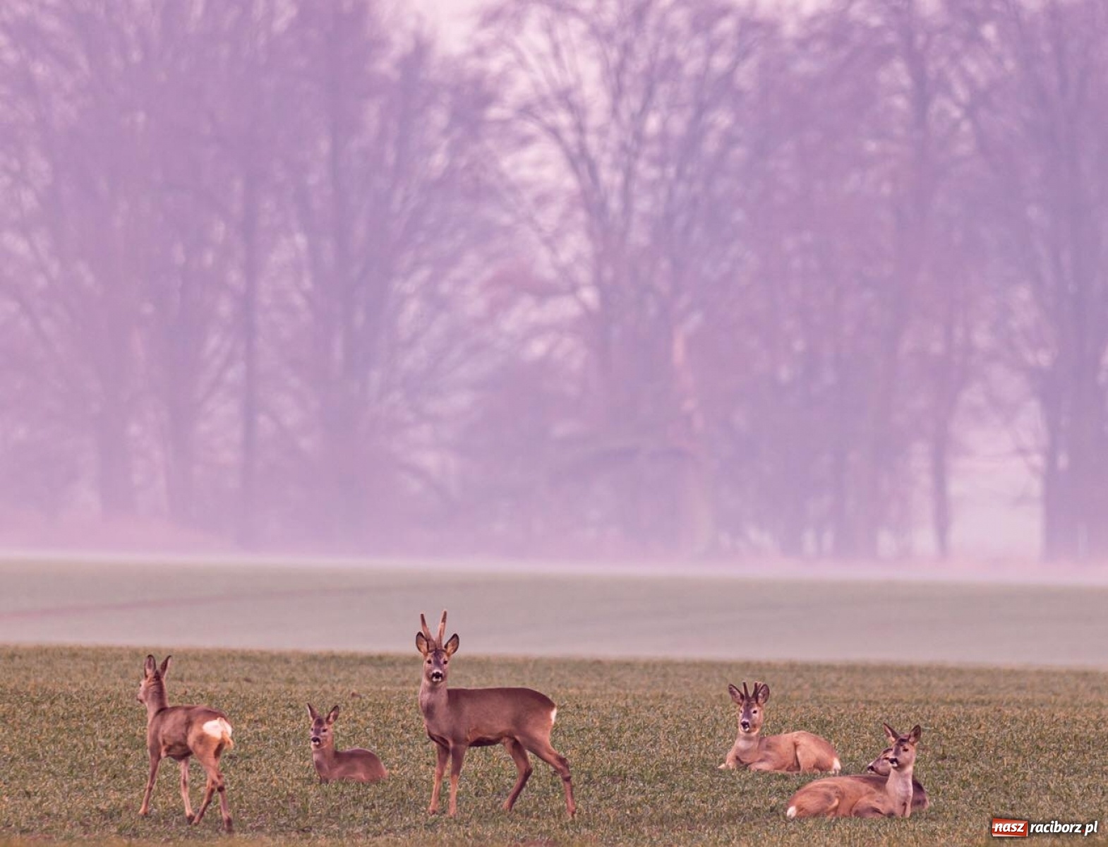 Zdjęcie w galerii na portalu naszraciborz.pl: Denis oczyścił powietrze i pokazał Łysą Górę. Niesamowity widok z Raciborza wiadomości z regionu