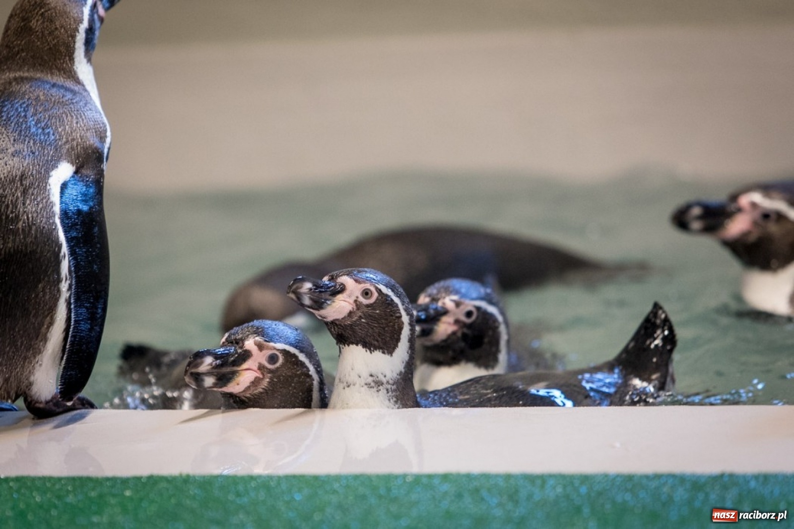 Zdjęcie w galerii na portalu naszraciborz.pl: A to ci niespodzianka na Śląsku wiadomości z regionu