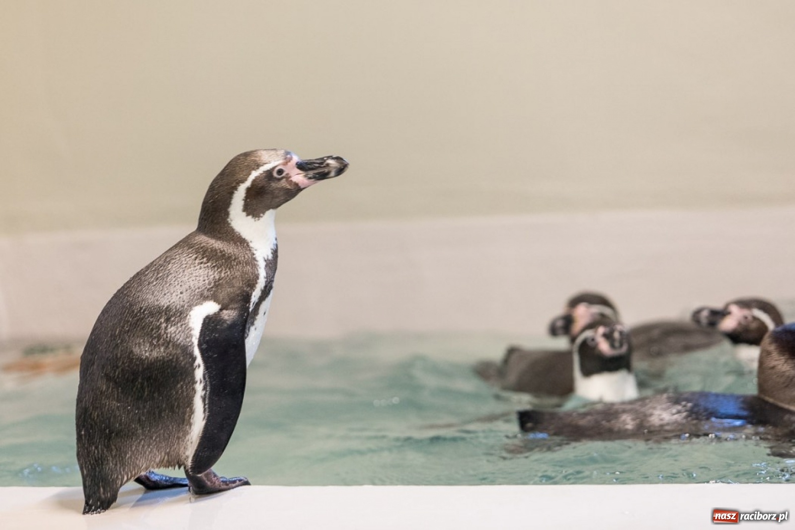 Zdjęcie w galerii na portalu naszraciborz.pl: A to ci niespodzianka na Śląsku wiadomości z regionu