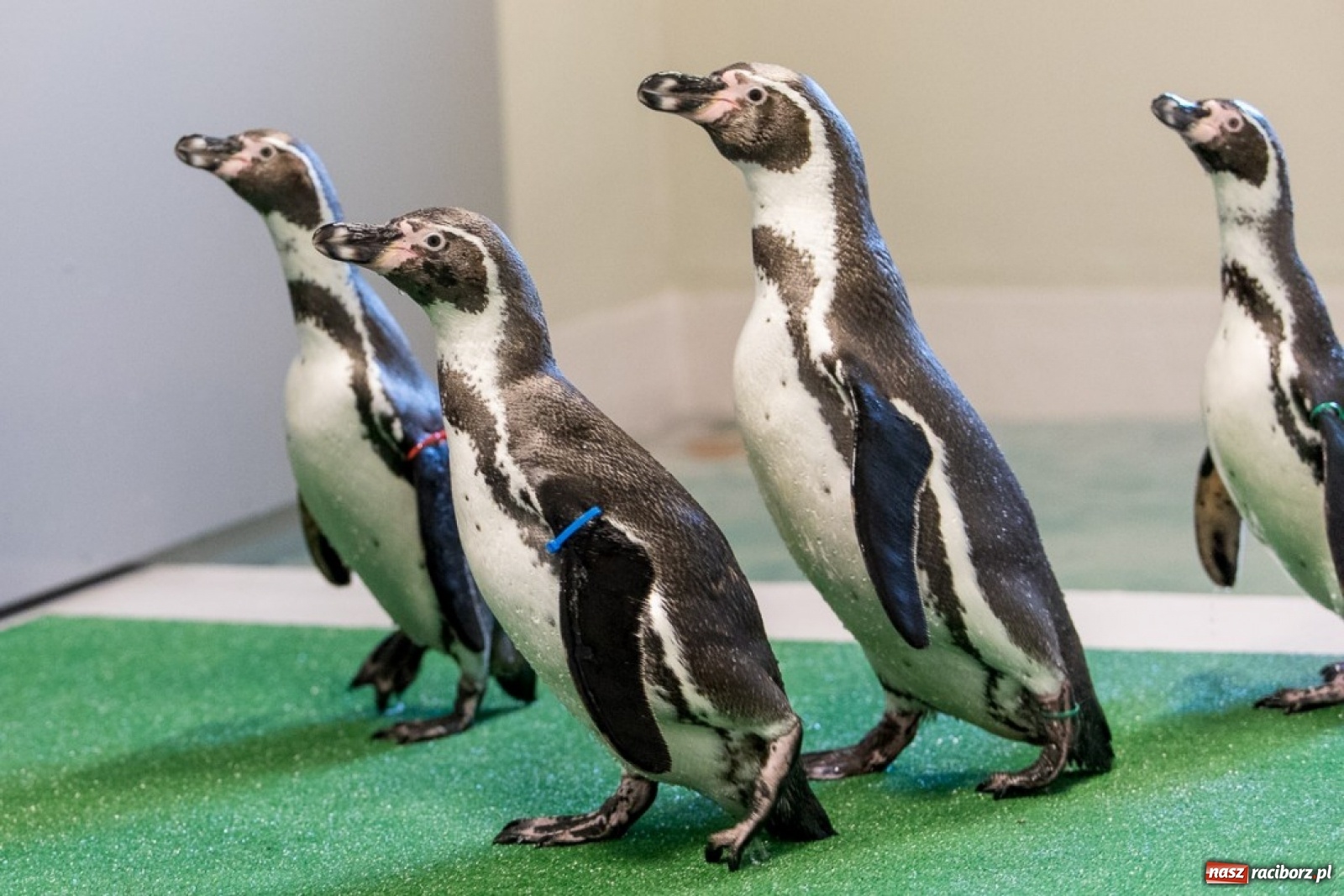 Zdjęcie w galerii na portalu naszraciborz.pl: A to ci niespodzianka na Śląsku wiadomości z regionu