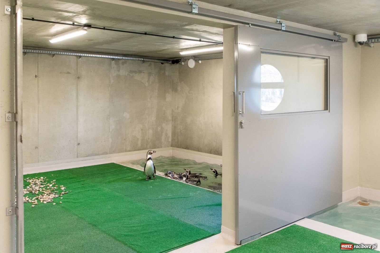 Zdjęcie w galerii na portalu naszraciborz.pl: A to ci niespodzianka na Śląsku wiadomości z regionu