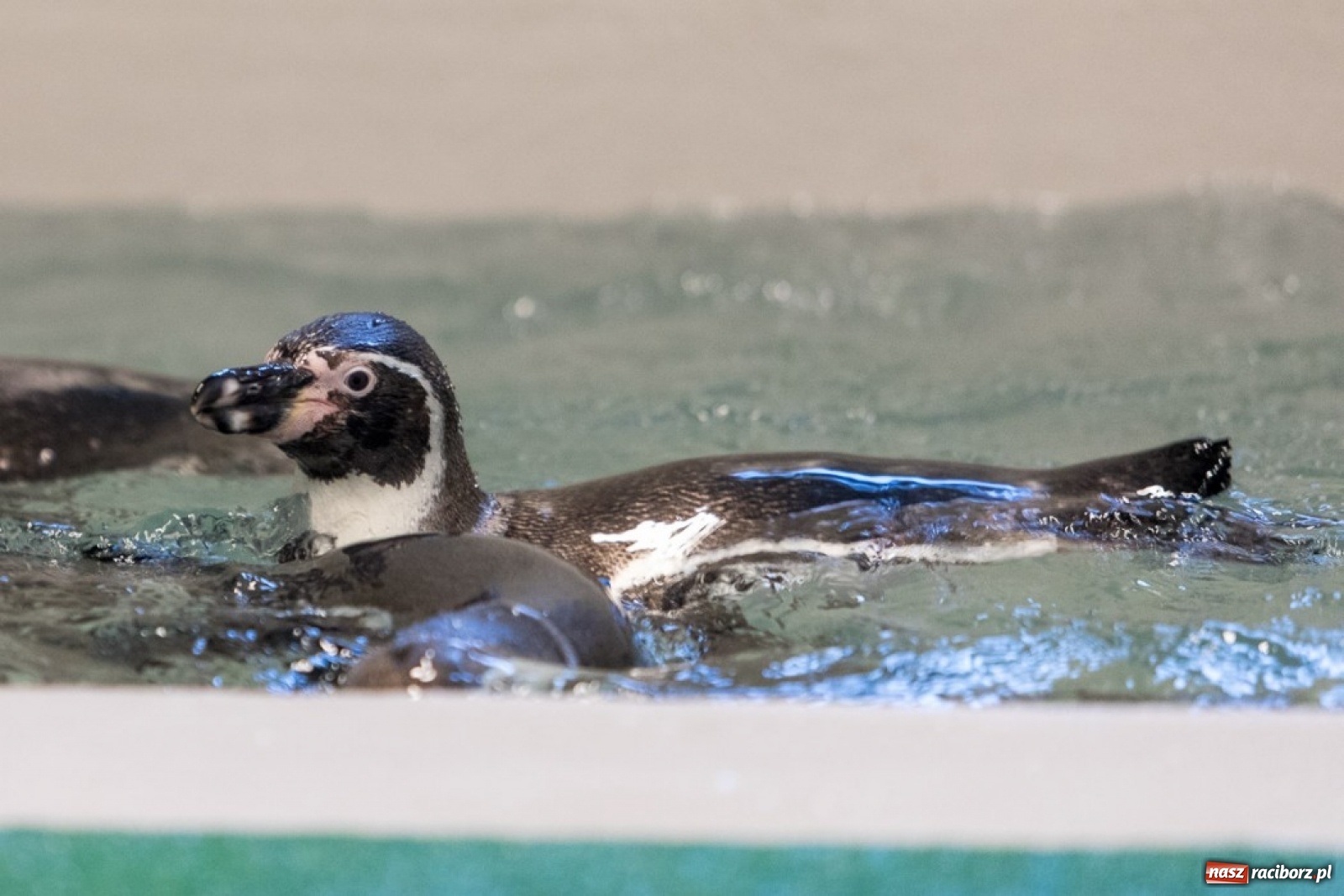 Zdjęcie w galerii na portalu naszraciborz.pl: A to ci niespodzianka na Śląsku wiadomości z regionu