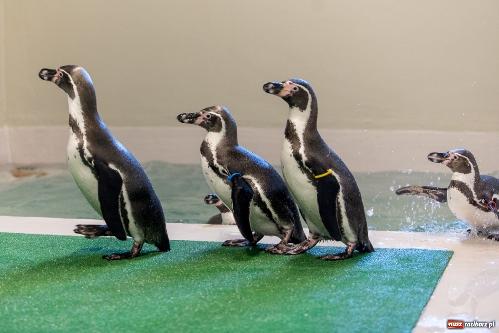 Zdjęcie w galerii na portalu naszraciborz.pl: A to ci niespodzianka na Śląsku wiadomości z regionu