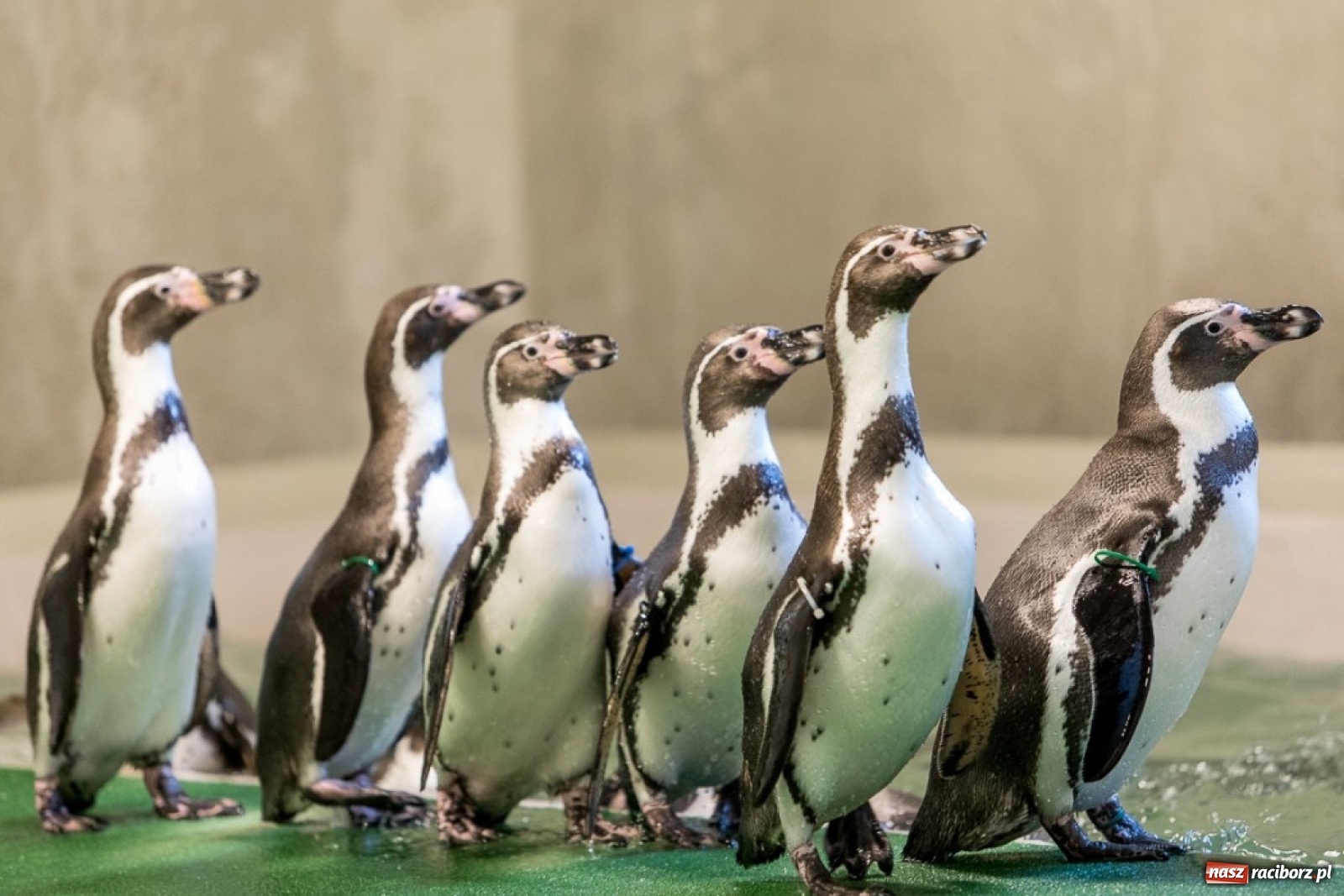 Zdjęcie w galerii na portalu naszraciborz.pl: A to ci niespodzianka na Śląsku wiadomości z regionu