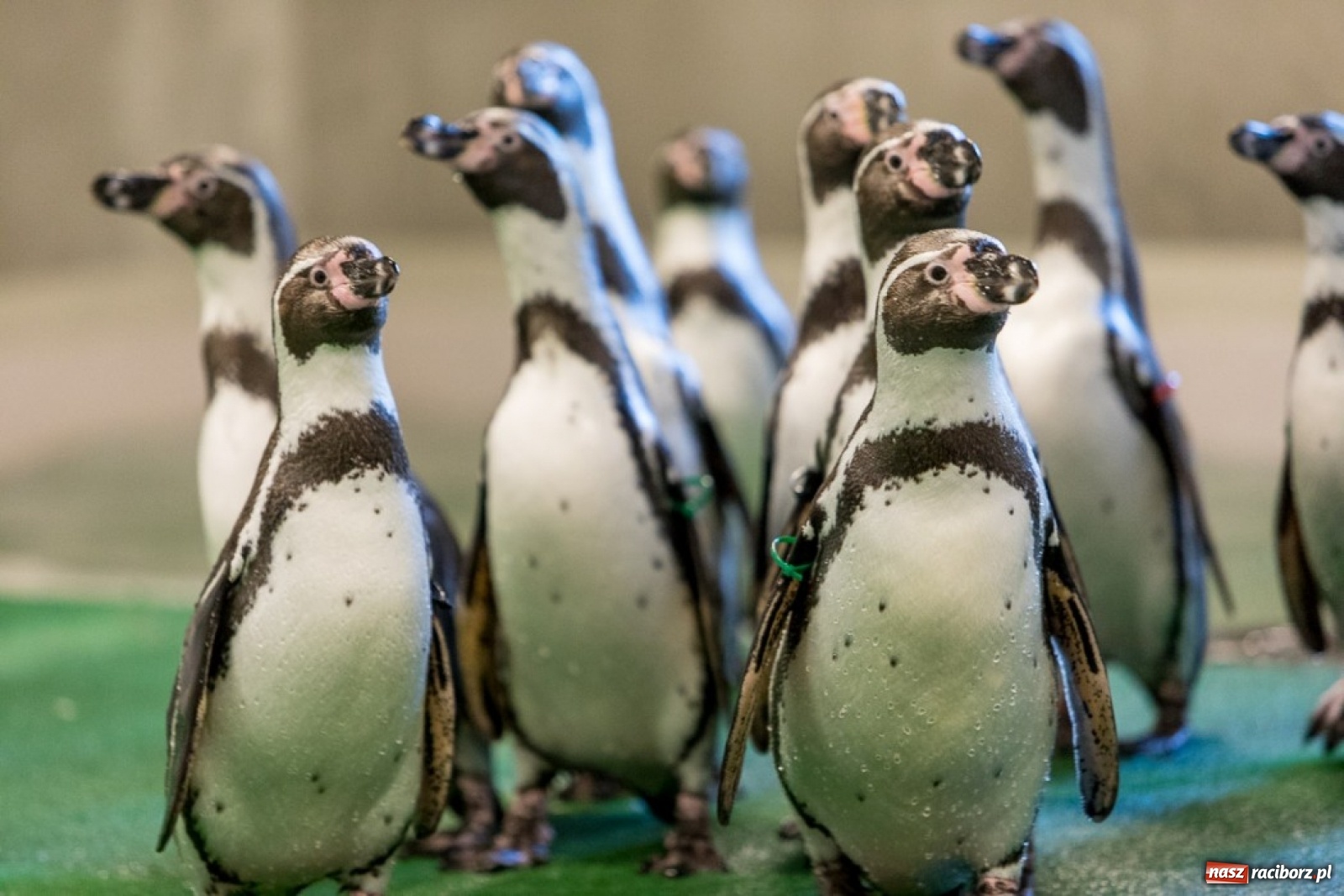 Zdjęcie w galerii na portalu naszraciborz.pl: A to ci niespodzianka na Śląsku wiadomości z regionu