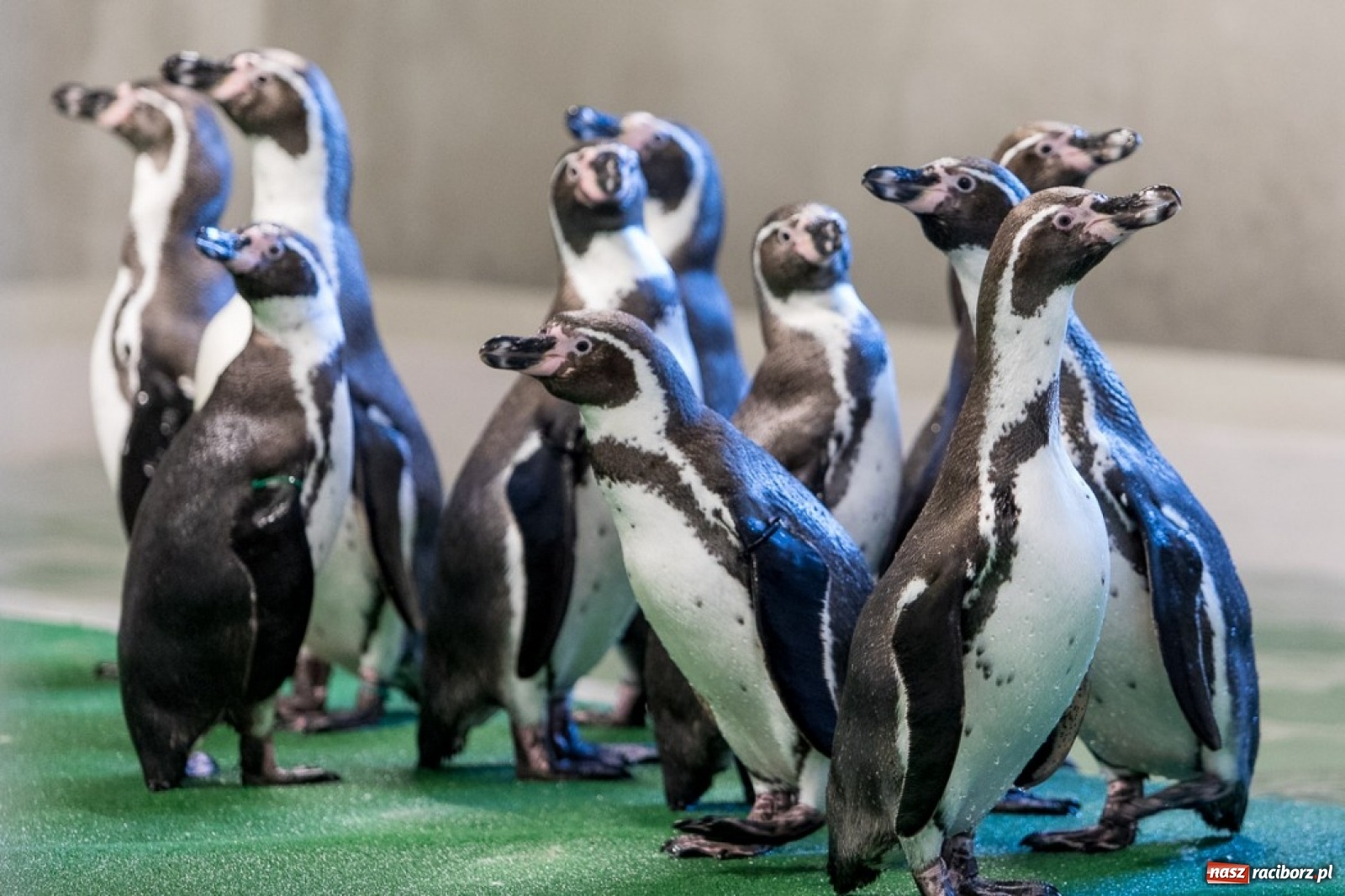 Zdjęcie w galerii na portalu naszraciborz.pl: A to ci niespodzianka na Śląsku wiadomości z regionu