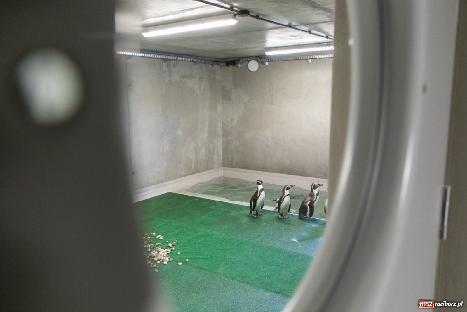 Zdjęcie w galerii na portalu naszraciborz.pl: A to ci niespodzianka na Śląsku wiadomości z regionu