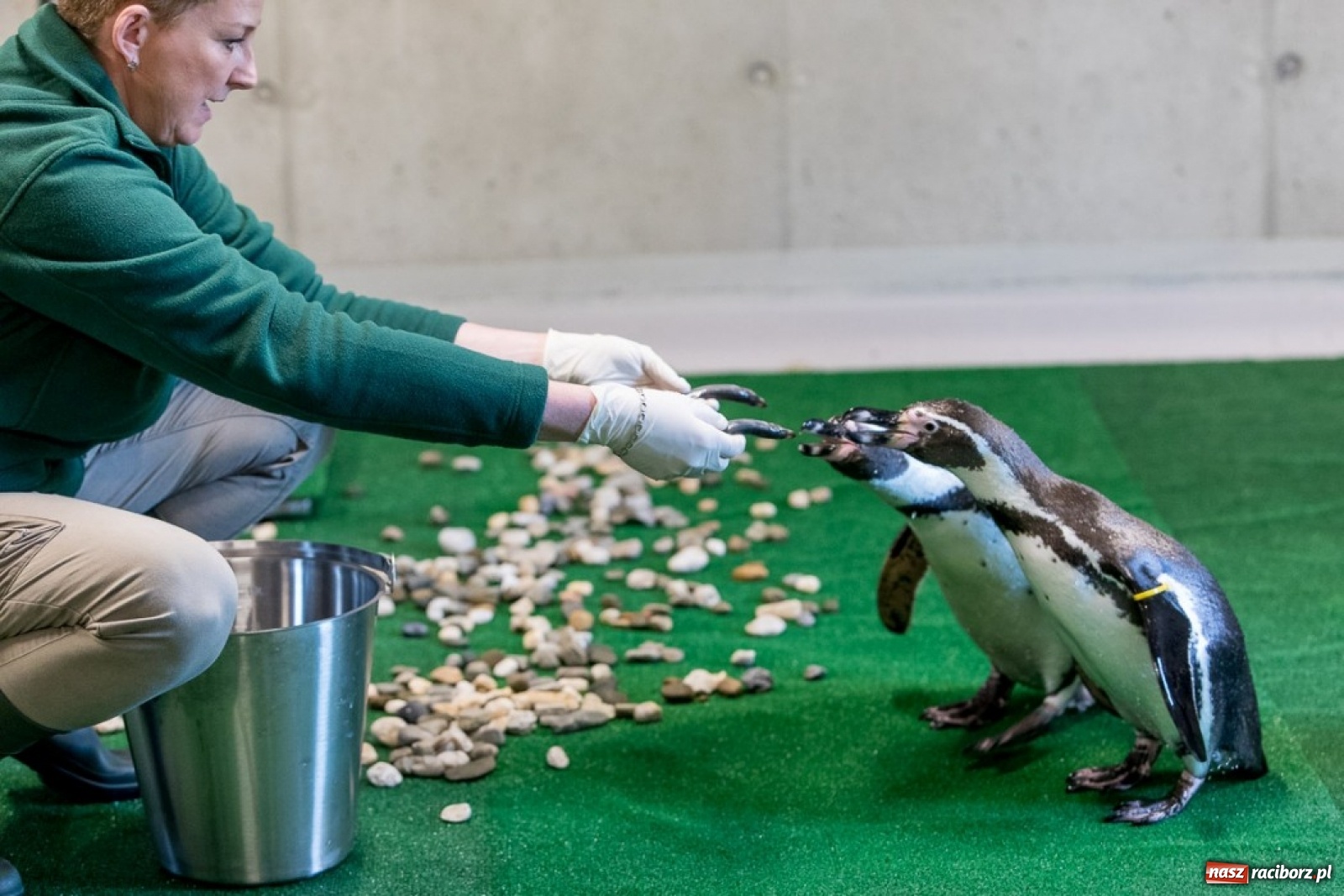 Zdjęcie w galerii na portalu naszraciborz.pl: A to ci niespodzianka na Śląsku wiadomości z regionu