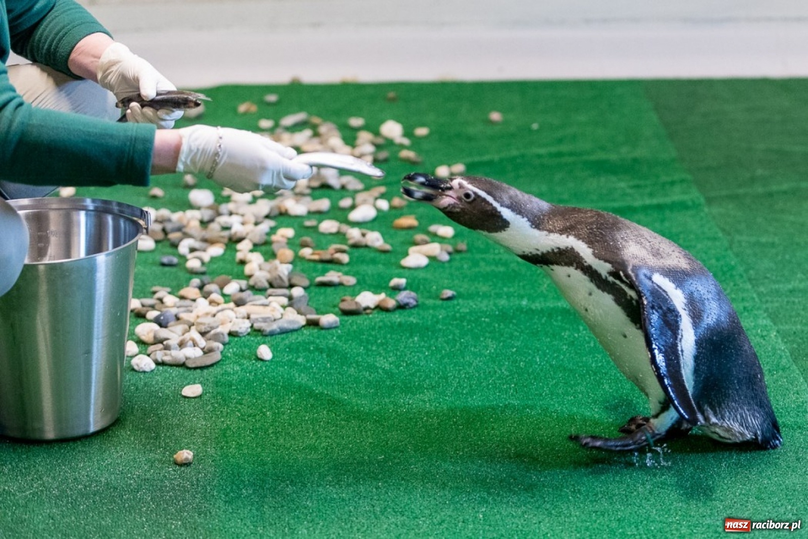 Zdjęcie w galerii na portalu naszraciborz.pl: A to ci niespodzianka na Śląsku wiadomości z regionu