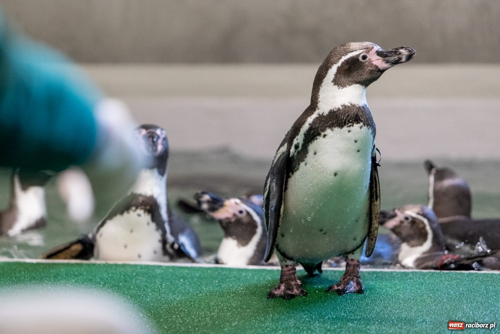 Zdjęcie w galerii na portalu naszraciborz.pl: A to ci niespodzianka na Śląsku wiadomości z regionu