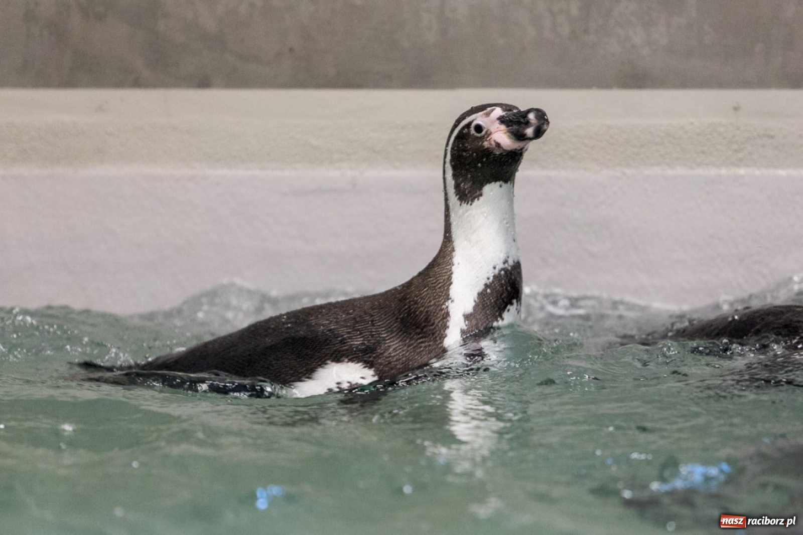 Zdjęcie w galerii na portalu naszraciborz.pl: A to ci niespodzianka na Śląsku wiadomości z regionu