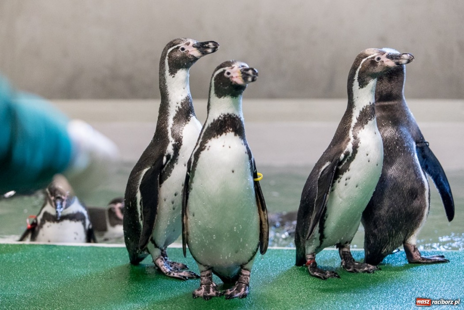 Zdjęcie w galerii na portalu naszraciborz.pl: A to ci niespodzianka na Śląsku wiadomości z regionu