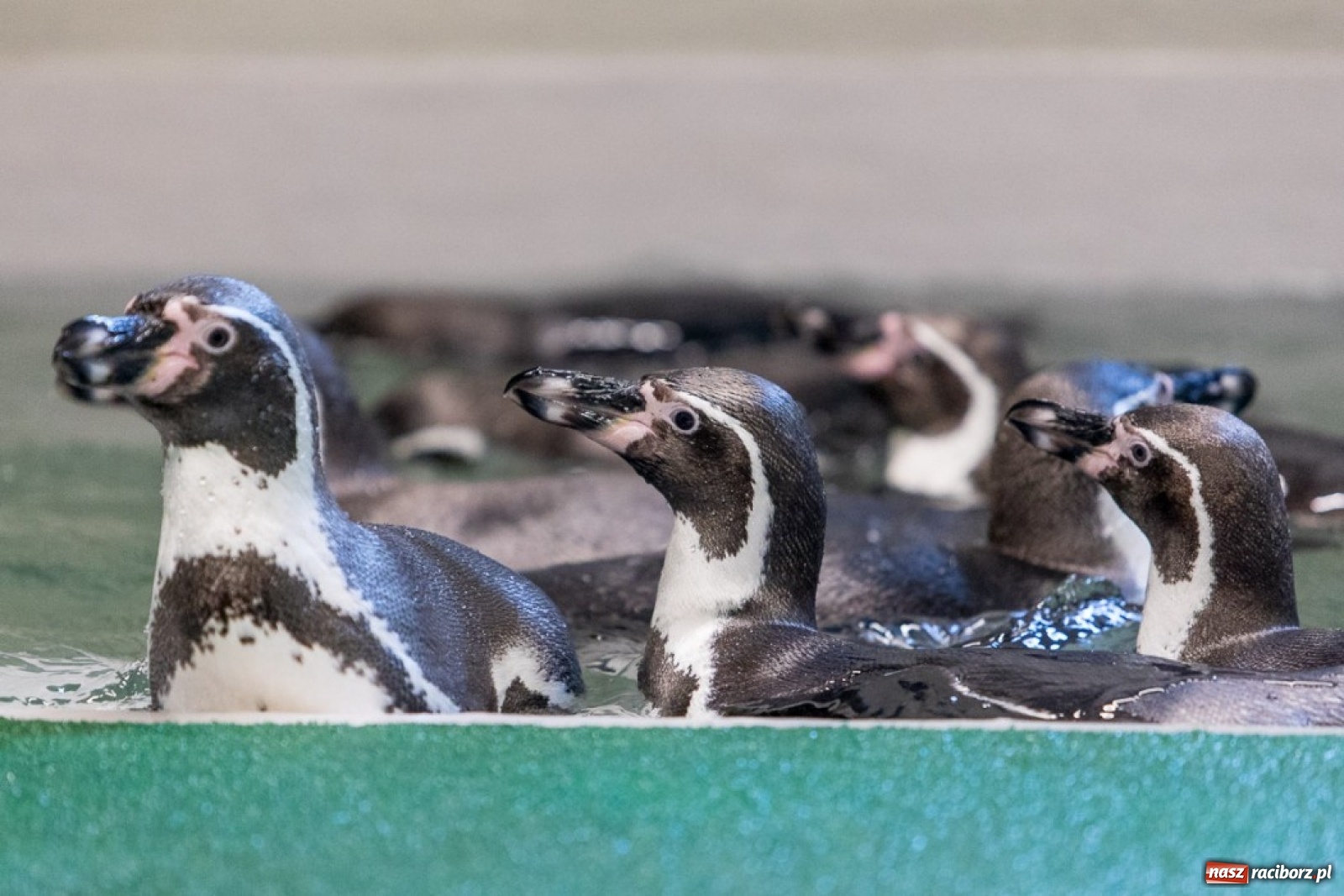 Zdjęcie w galerii na portalu naszraciborz.pl: A to ci niespodzianka na Śląsku wiadomości z regionu