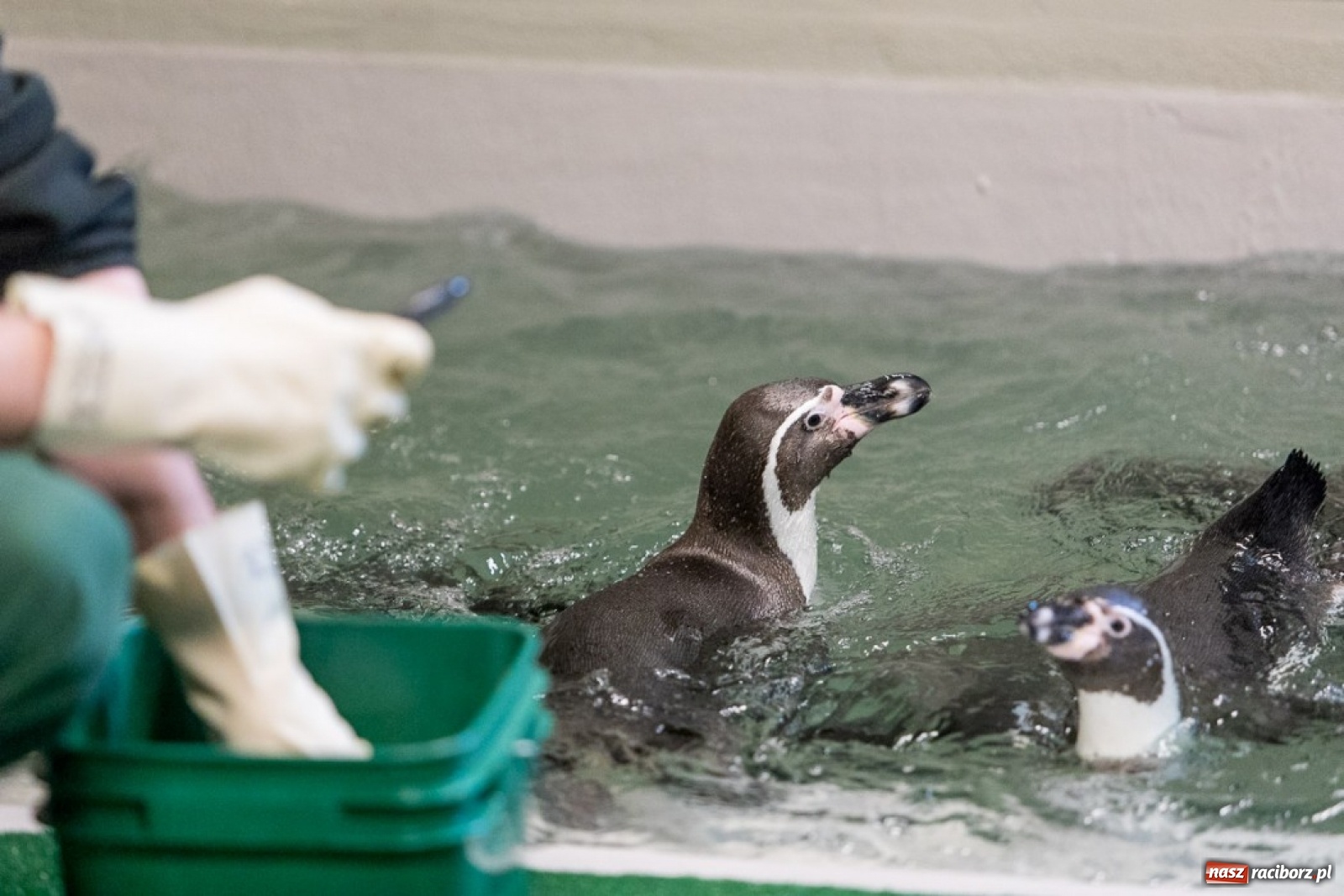 Zdjęcie w galerii na portalu naszraciborz.pl: A to ci niespodzianka na Śląsku wiadomości z regionu