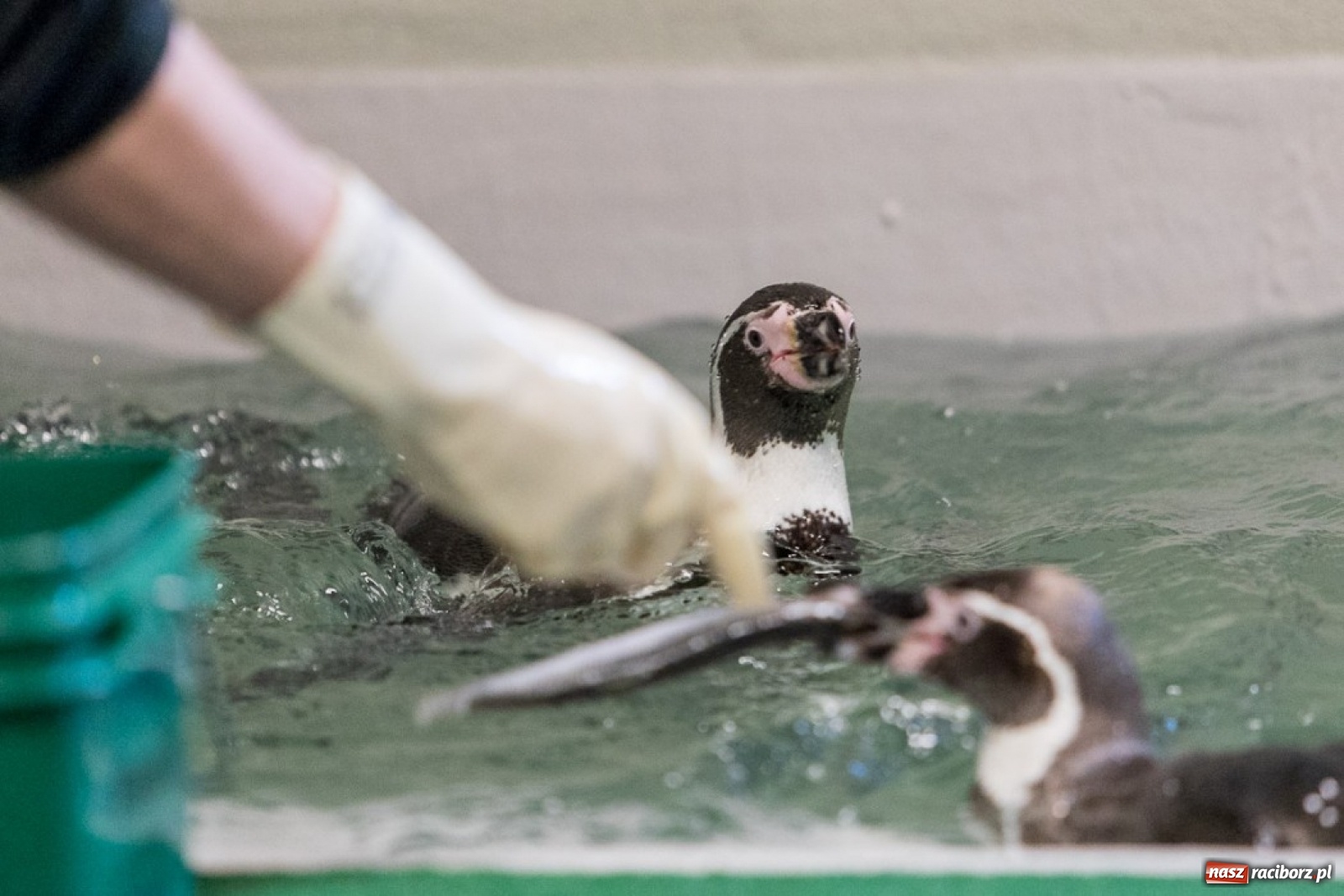Zdjęcie w galerii na portalu naszraciborz.pl: A to ci niespodzianka na Śląsku wiadomości z regionu