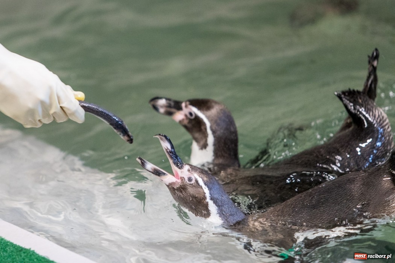 Zdjęcie w galerii na portalu naszraciborz.pl: A to ci niespodzianka na Śląsku wiadomości z regionu