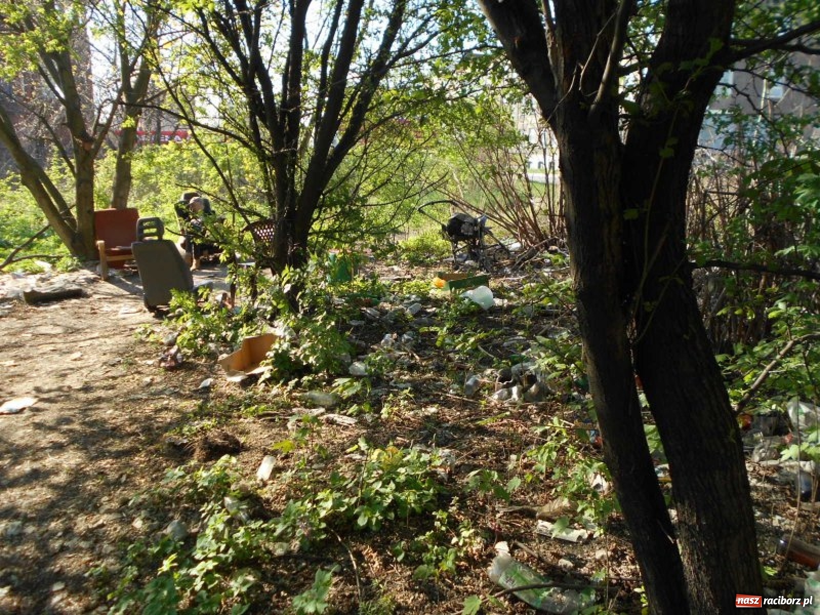 Zdjęcie w galerii na portalu naszraciborz.pl: Grzechy raciborzan! Strażnicy miejscy od zadań specjalnych  wiadomości z regionu