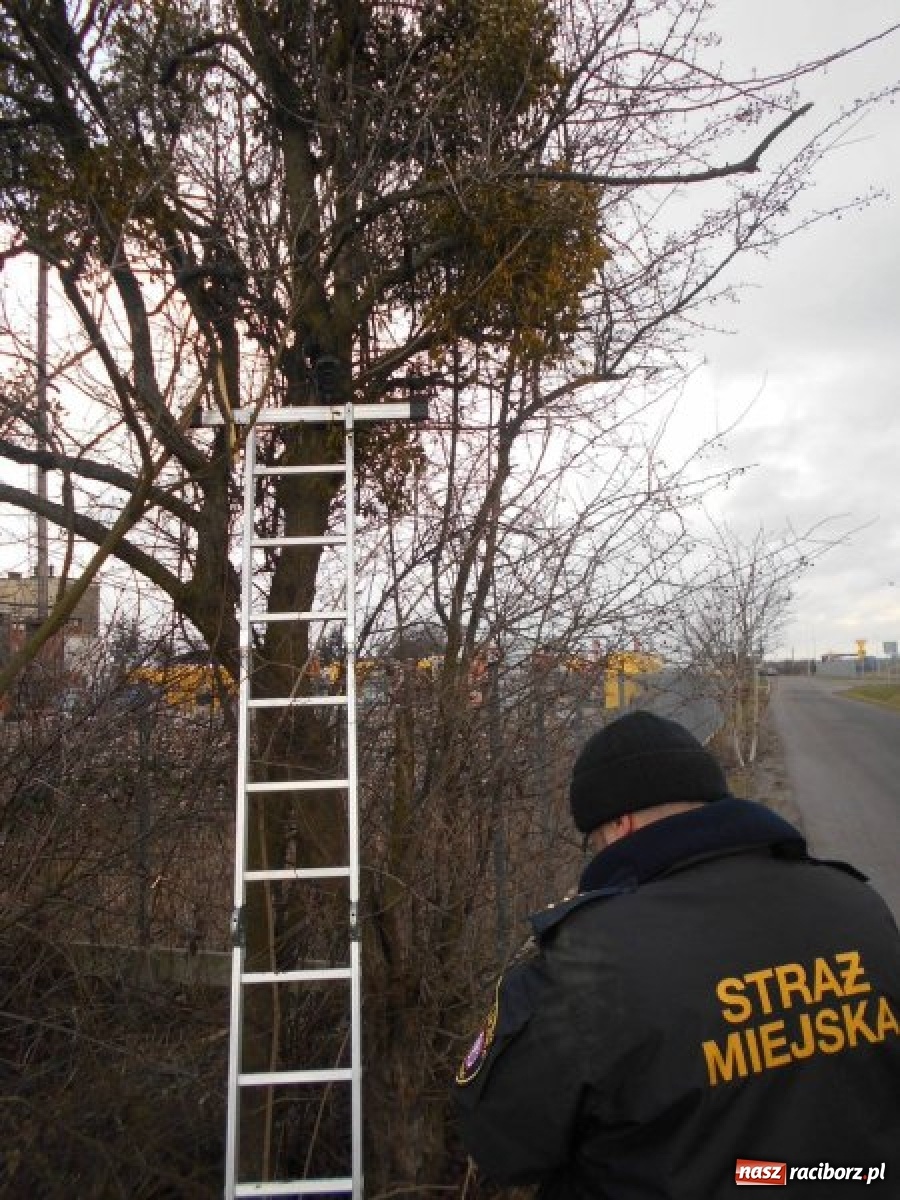 Zdjęcie w galerii na portalu naszraciborz.pl: Grzechy raciborzan! Strażnicy miejscy od zadań specjalnych  wiadomości z regionu