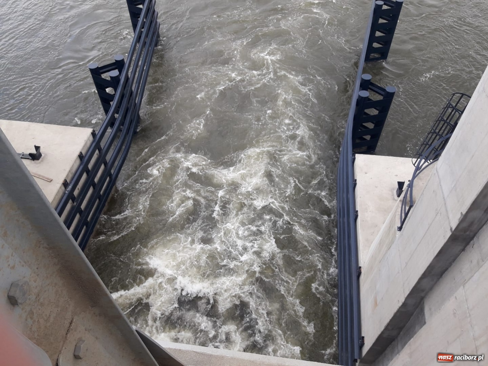 Zdjęcie w galerii na portalu naszraciborz.pl: Śpieszmy się pływać póki jeszcze mamy po czym. Inicjator Pływadła o stanie Odry  wiadomości z regionu