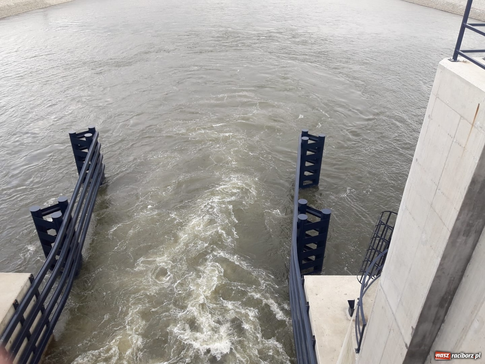 Zdjęcie w galerii na portalu naszraciborz.pl: Śpieszmy się pływać póki jeszcze mamy po czym. Inicjator Pływadła o stanie Odry  wiadomości z regionu